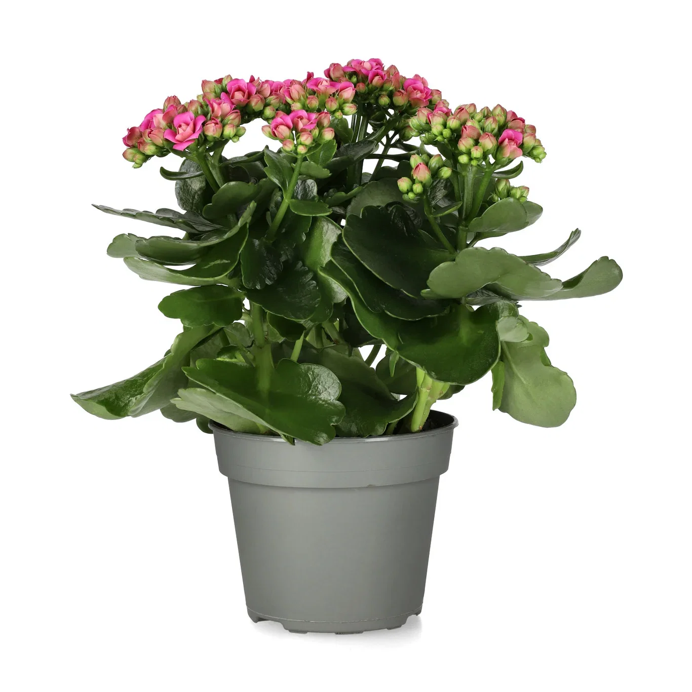 Kalanchoe