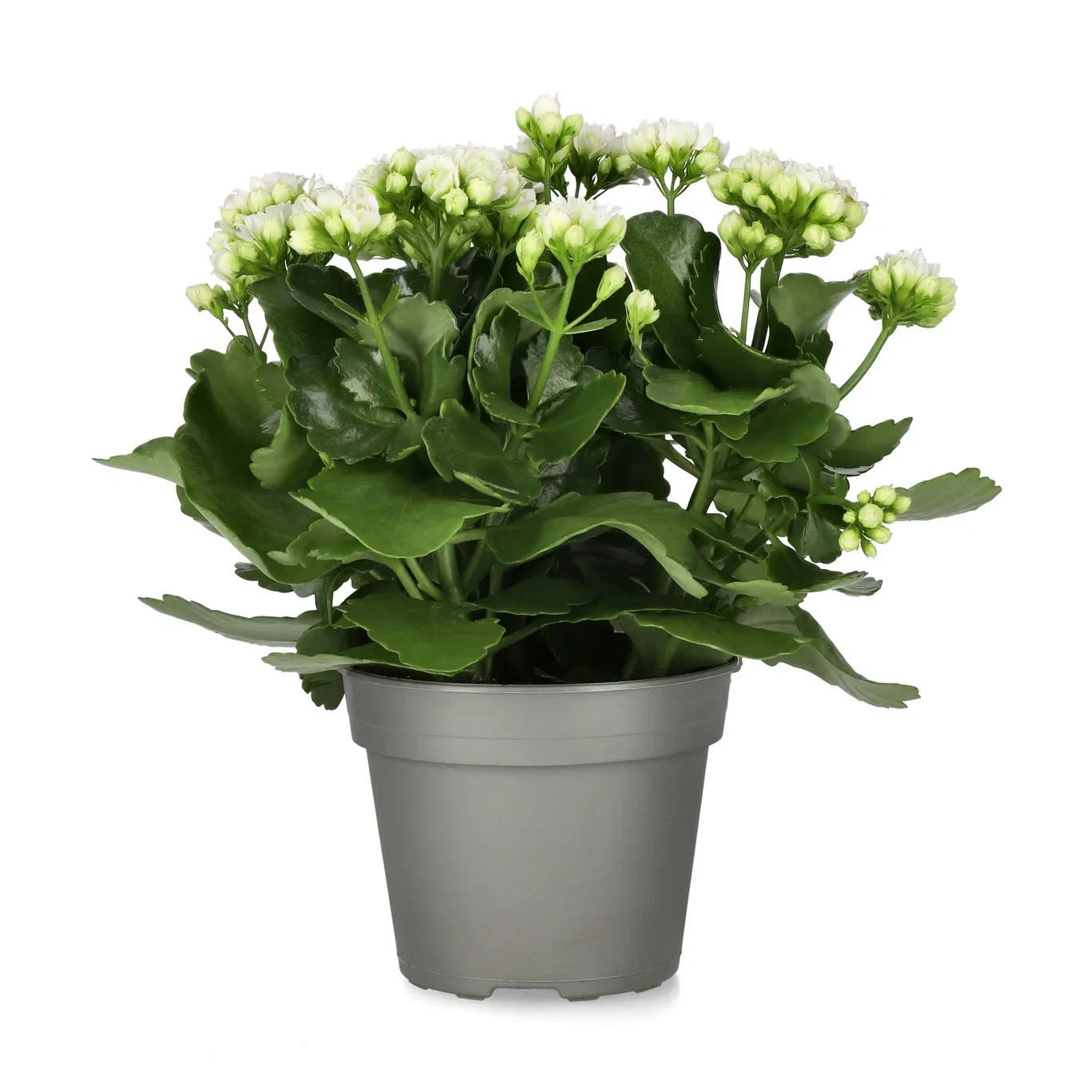 Kalanchoe Maxi White 14 cm