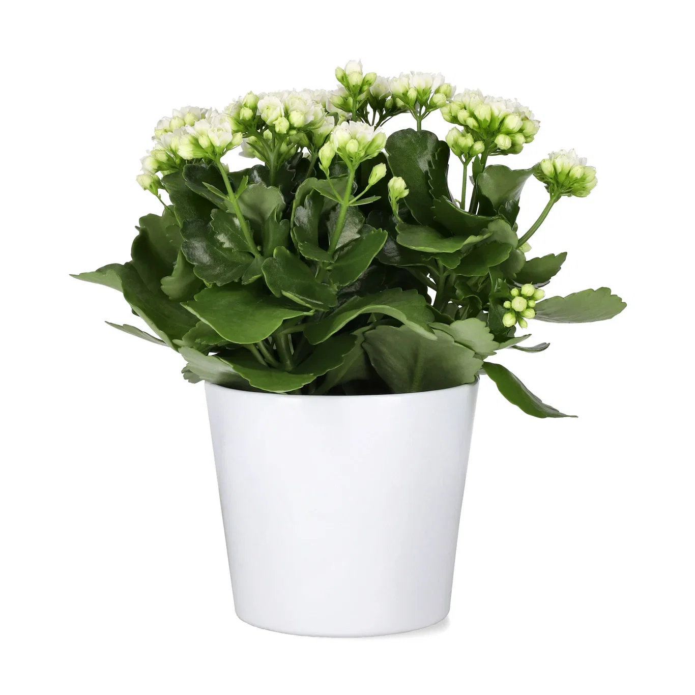Kalanchoe Maxi White 14 cm