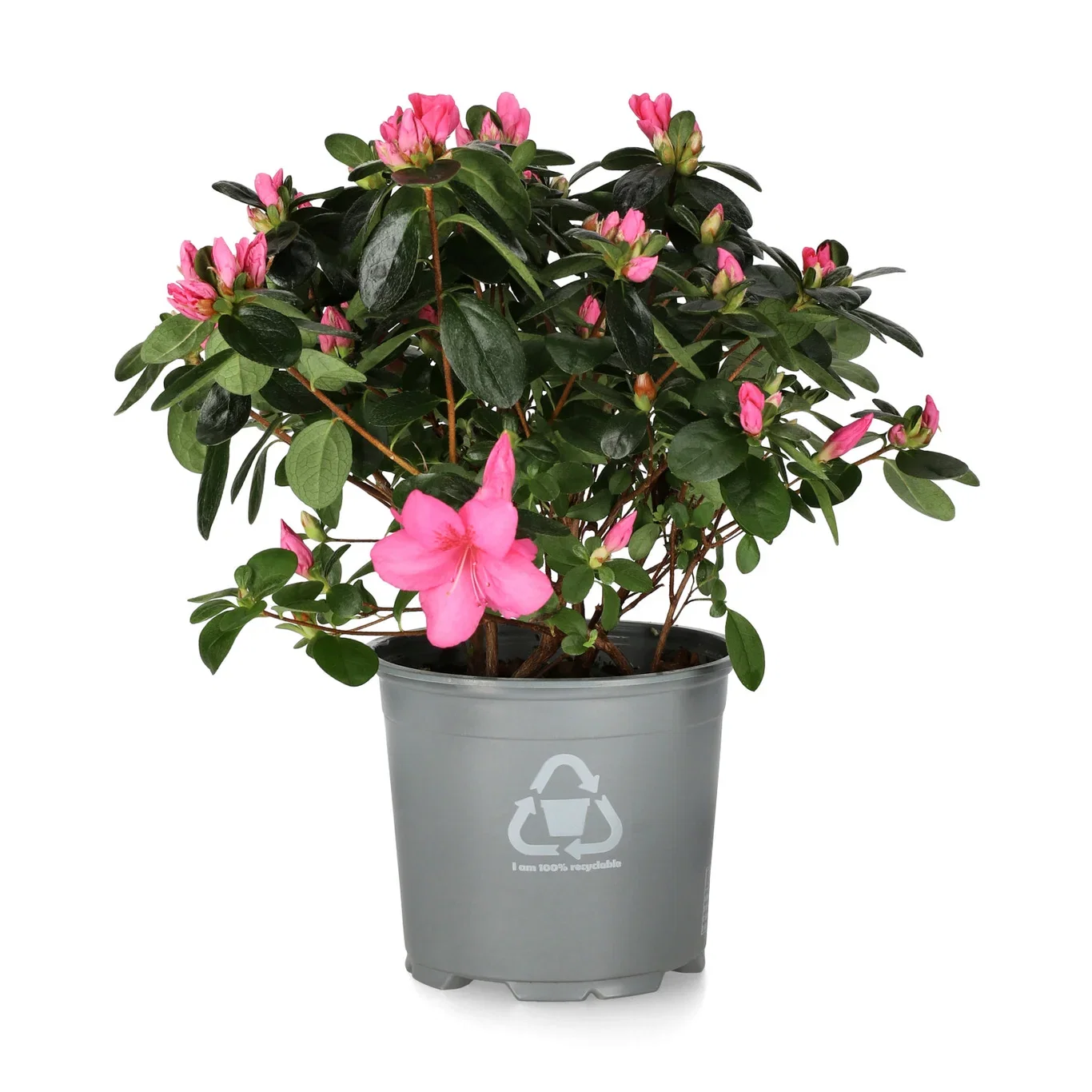 Rhododendron simsii 'Nazarena' 12 cm