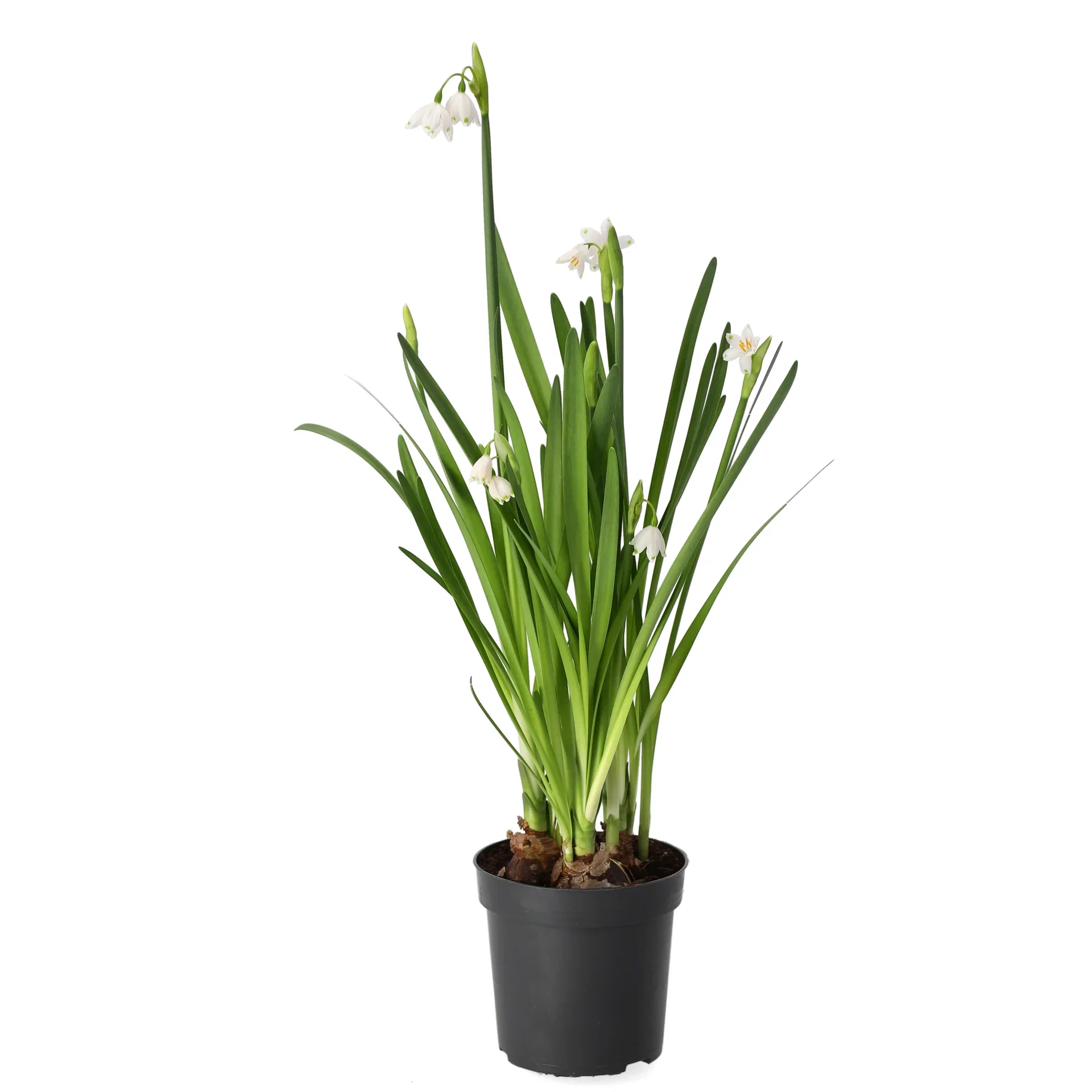 Leucojum aestivum 11 cm