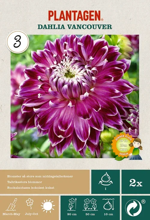 Dekorativdahlia 'Vancouver'