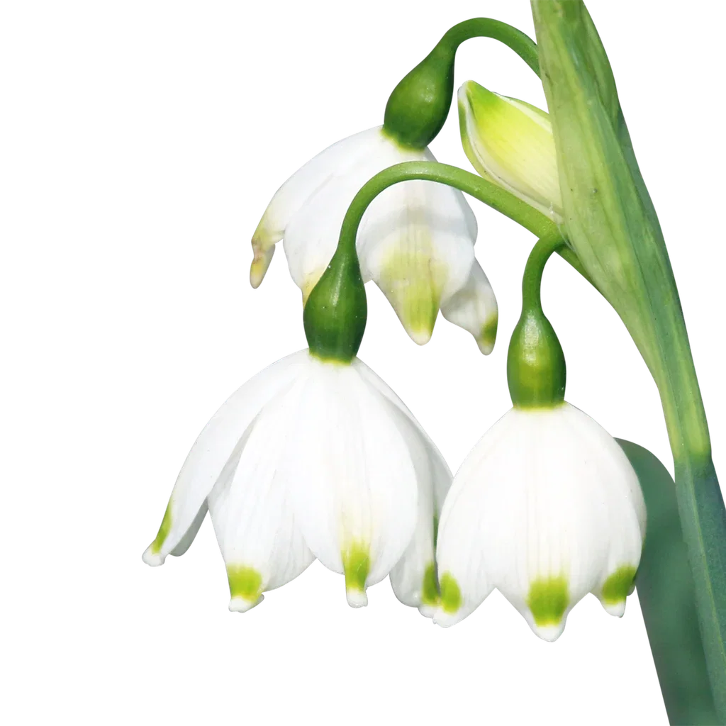Leucojum aestivum 11 cm