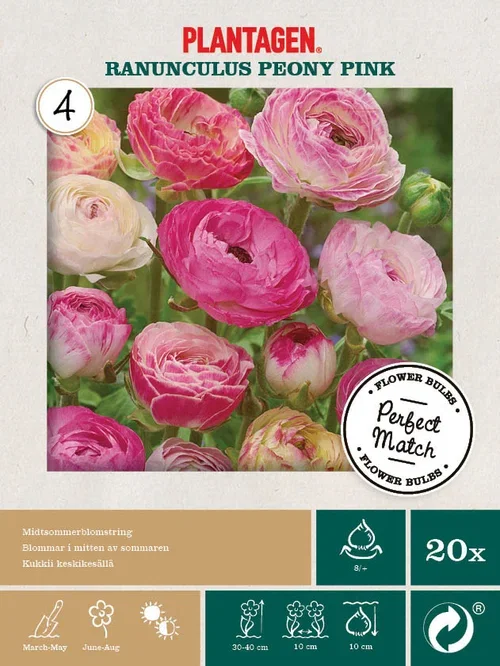 Pefect Match 29 - Ranunculus P