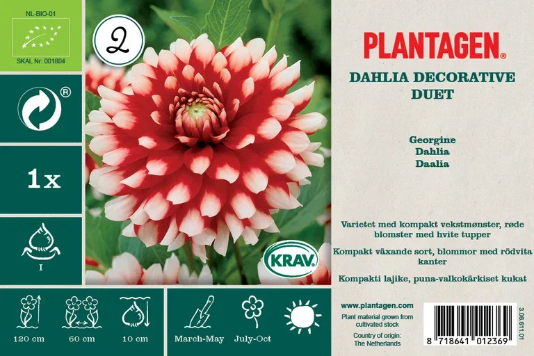 Dahlia Decorative Duet (Organi