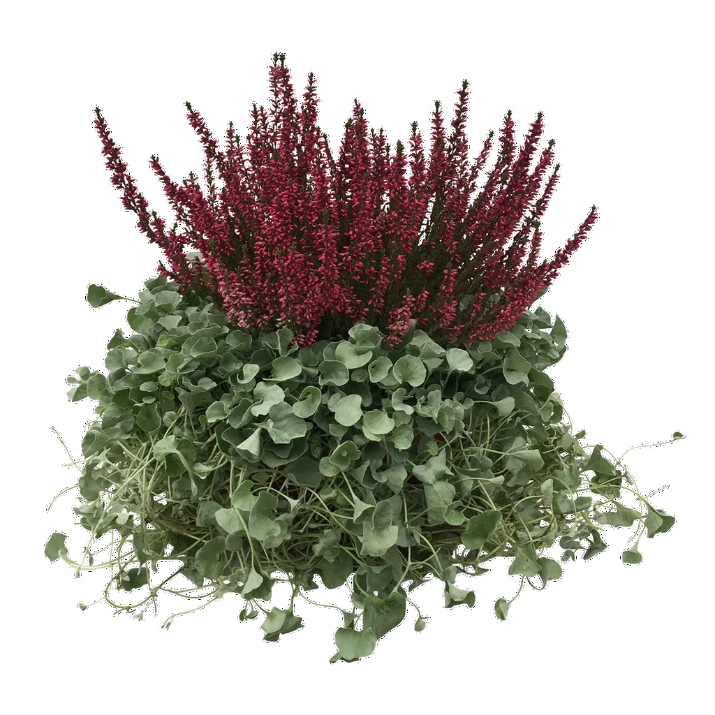 Ljung och silvernjurvinda