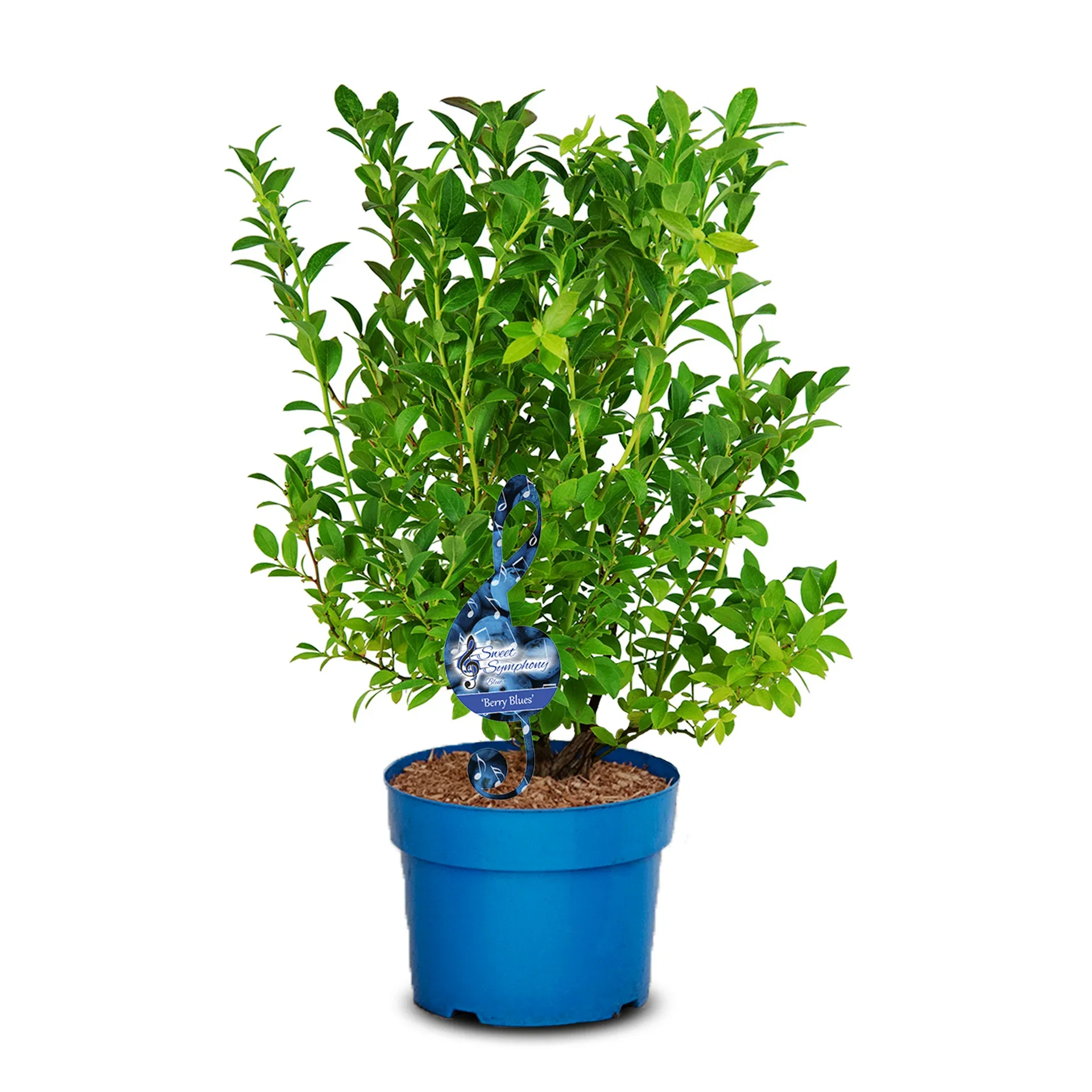 Hybridblåbär 'Berry Blues'