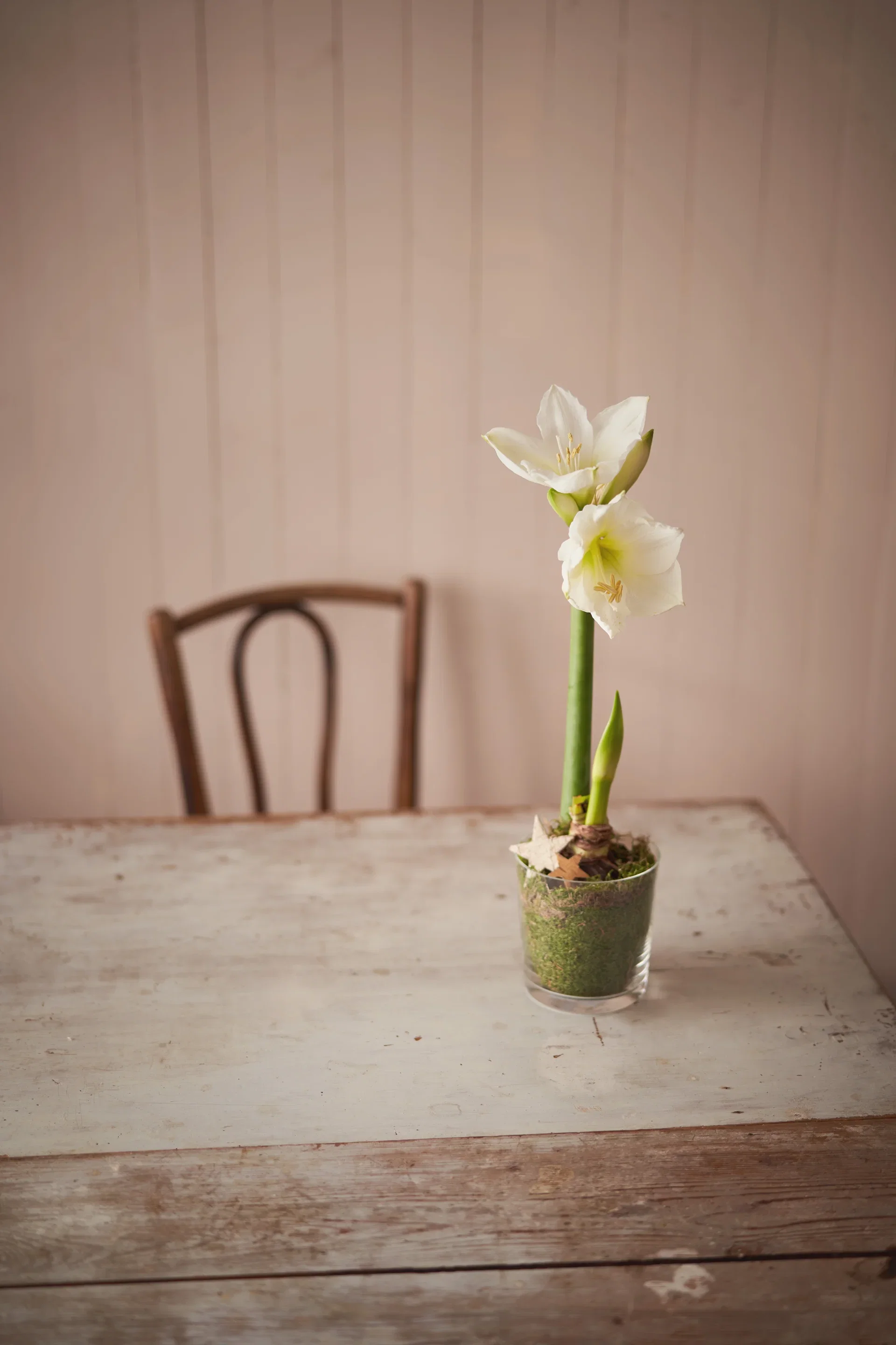 Amaryllis 2-stänglad