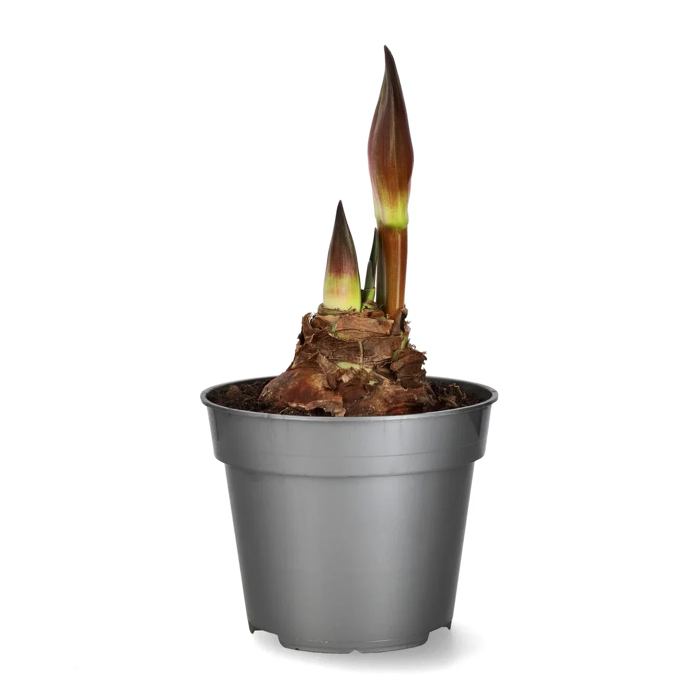 Amaryllis 2-stänglad