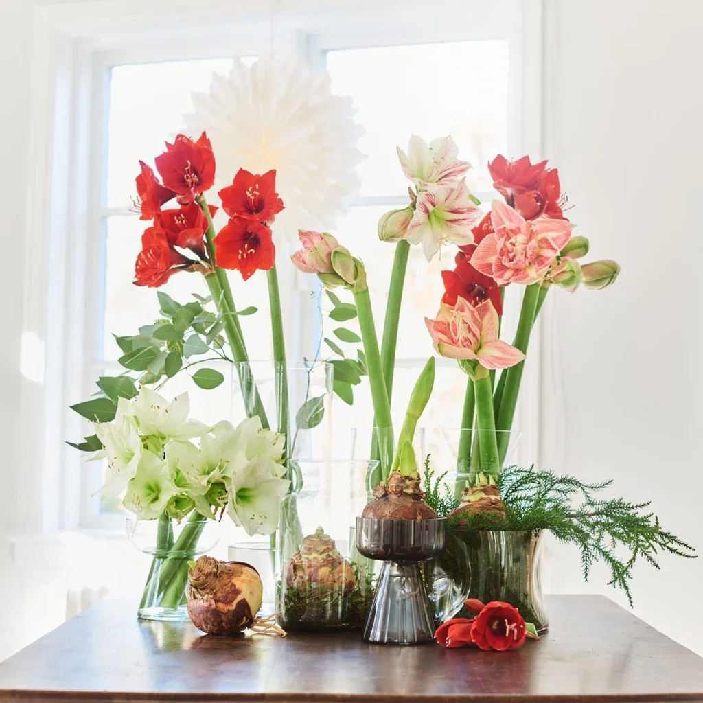 Hippeastrum 32+ 'Blushing Bride' 14 cm