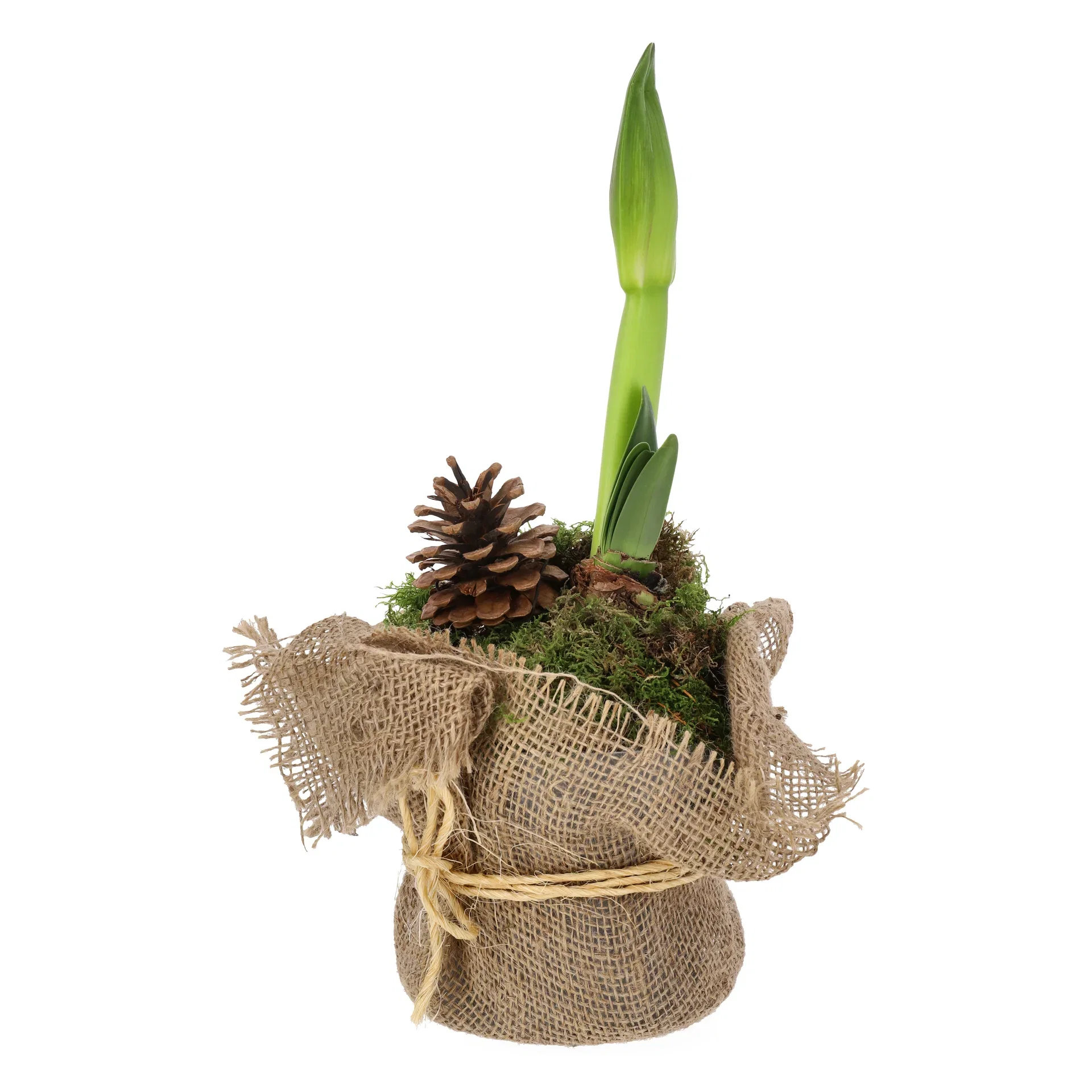 Amaryllis 'Rondella'