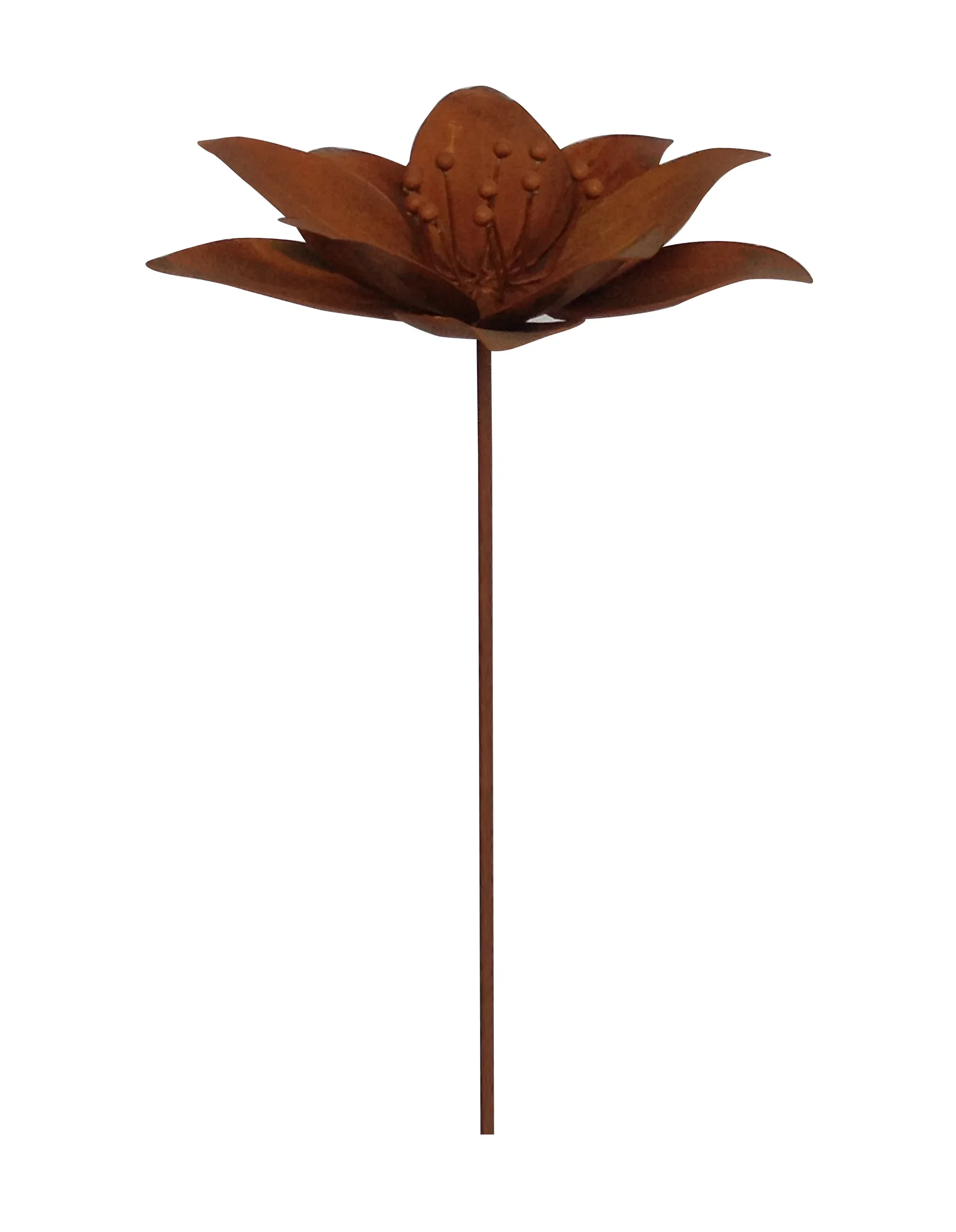 Dekorationspinne blomma