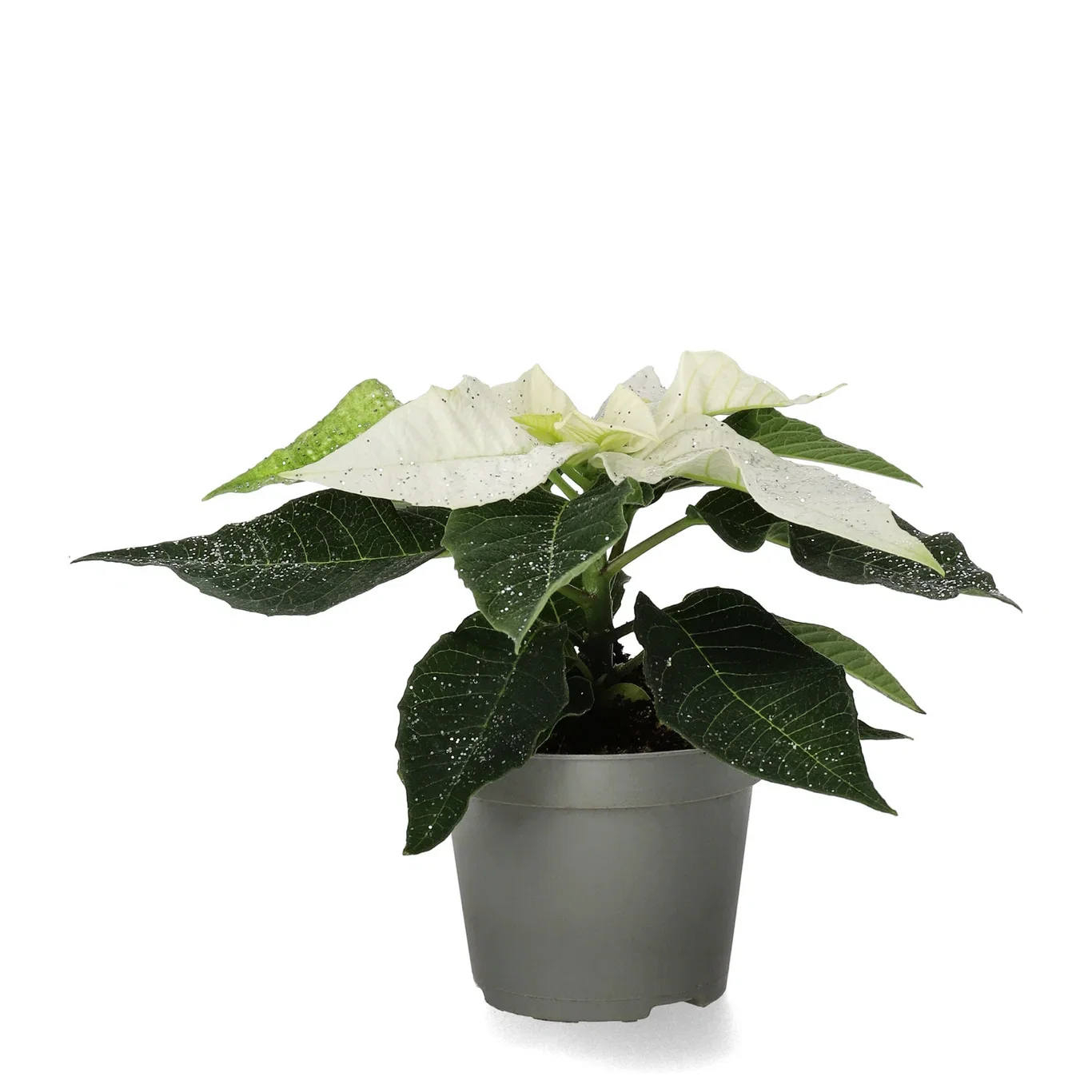 Euphorbia pulch. Mini White glitter 6 cm