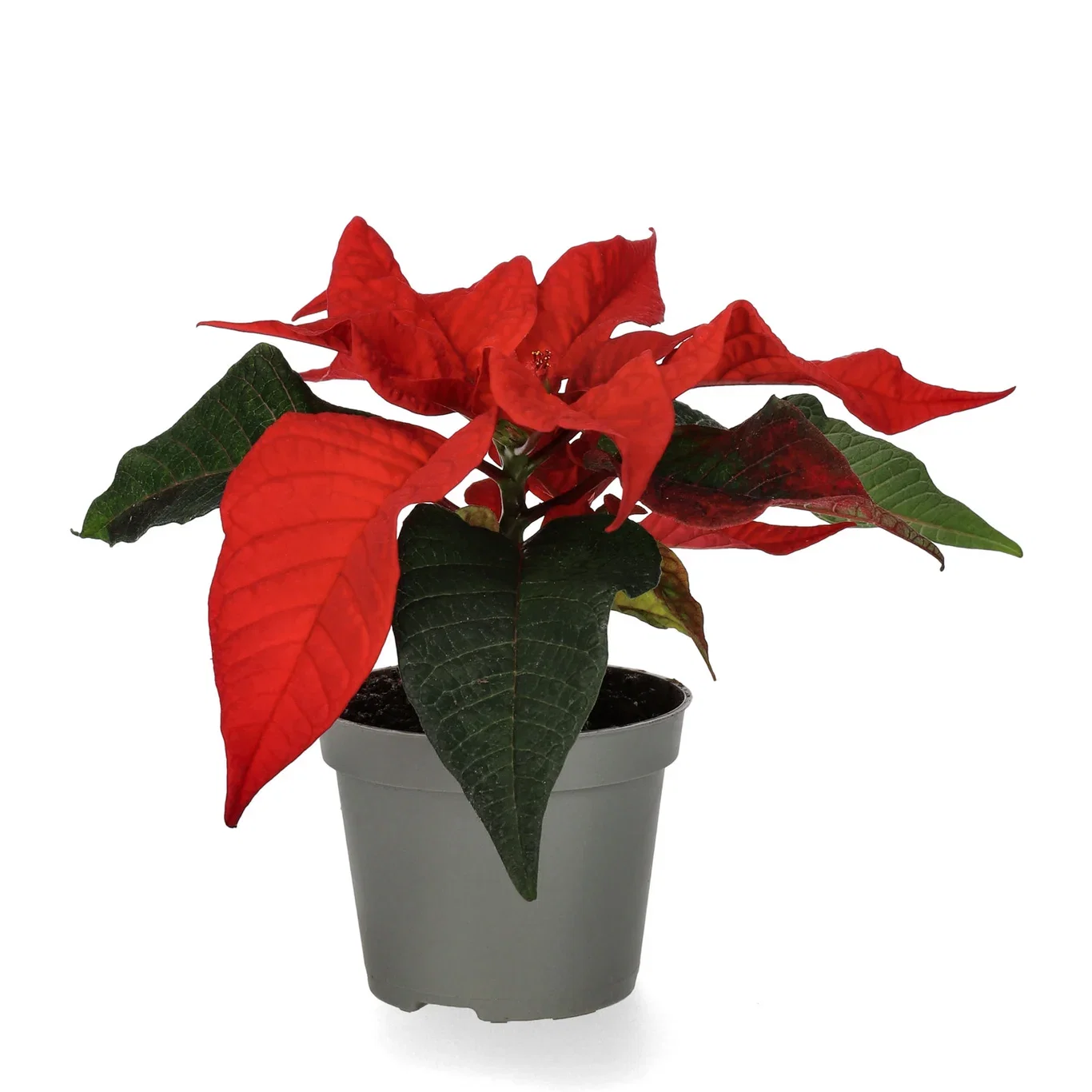 Euphorbia pulch. Mini Red 6 cm