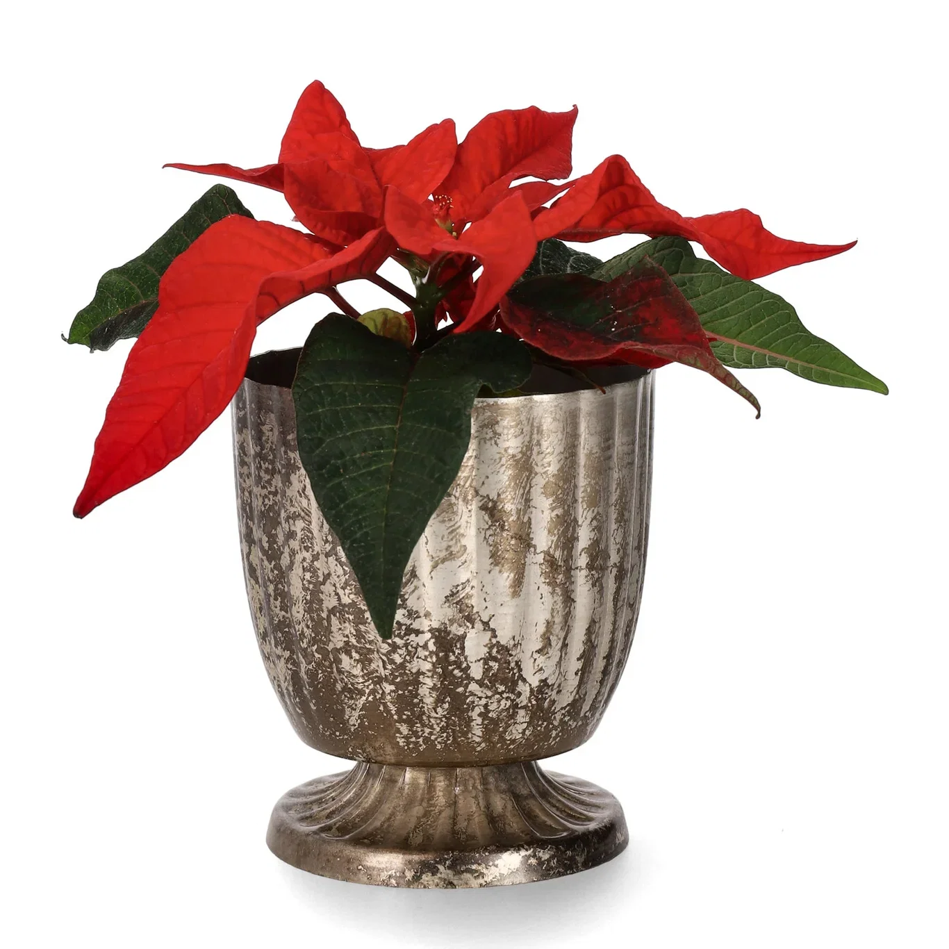 Euphorbia pulch. Mini Red 6 cm