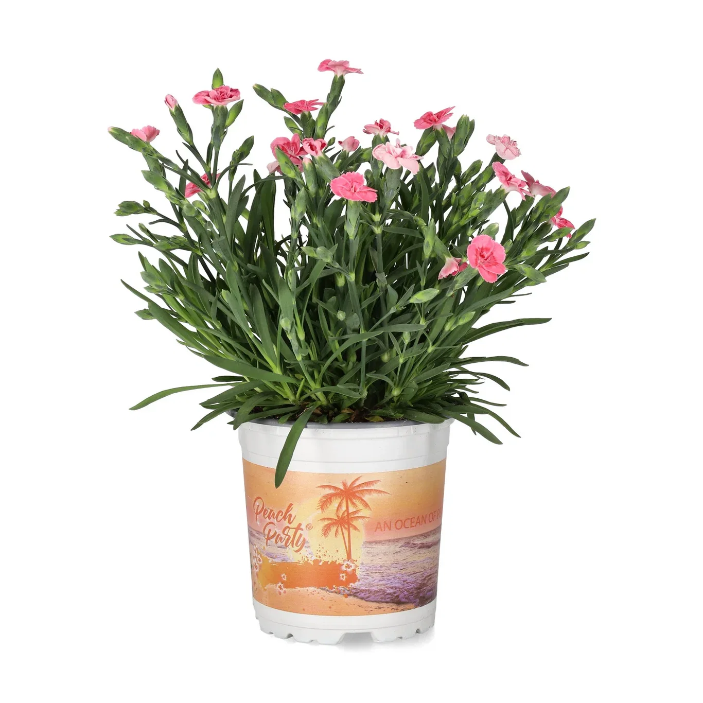 Hybridnejlika 'Peach Party'