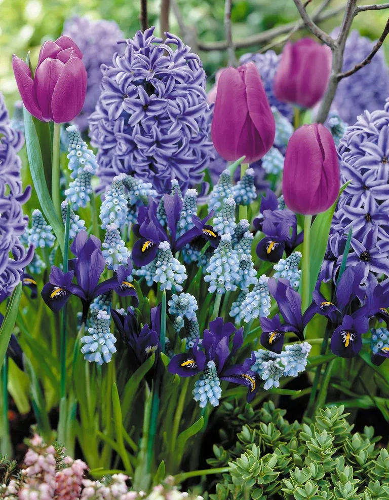 Vårlök mix 'Blue Blend' - 15 st