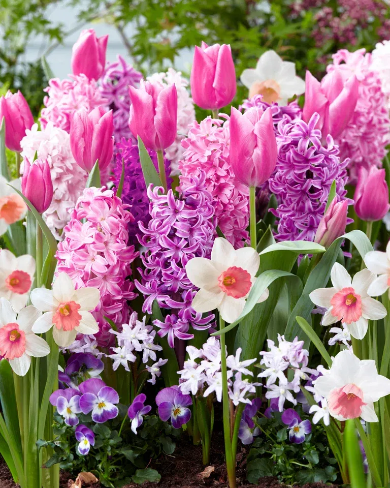 Vårlök mix 'Pink Blend' - 15 st