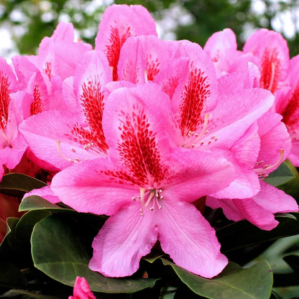 Caucasicum-rododendron 'Furnivall's Daughter'