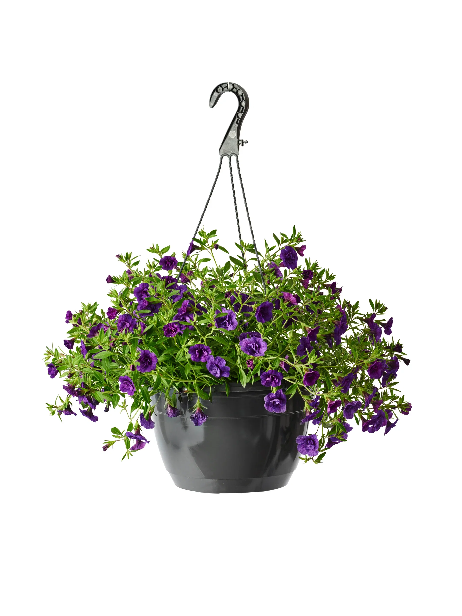 Småpetunia fylldblommig i ampel