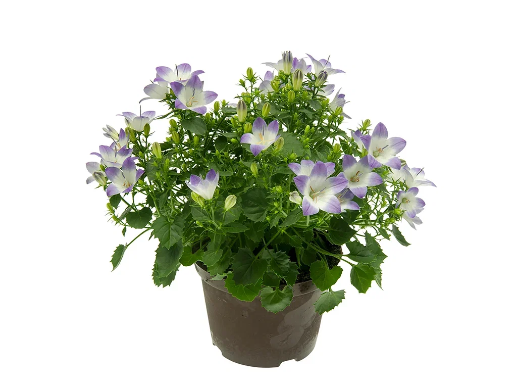Campanula 'Fancy MEE' 10,5 cm