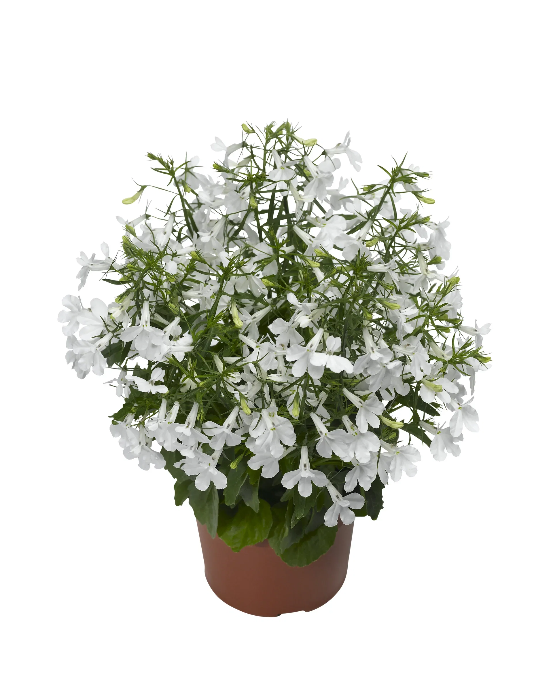 Lobelia h. White 12 cm