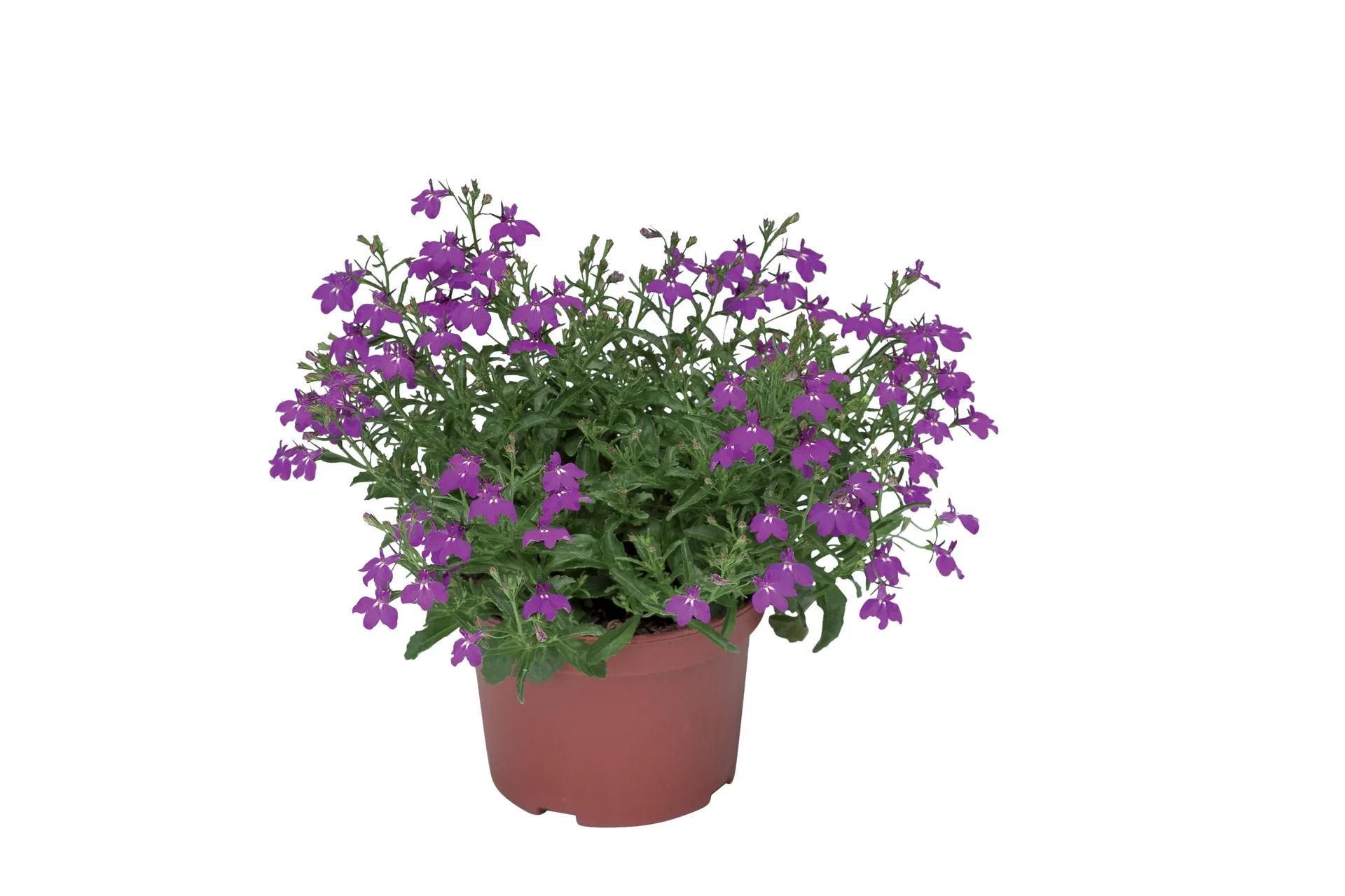 Hänglobelia
