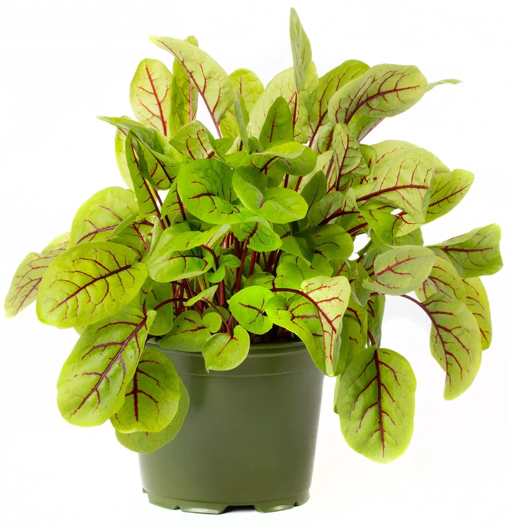 All N. Rumex sanguineus 12 cm