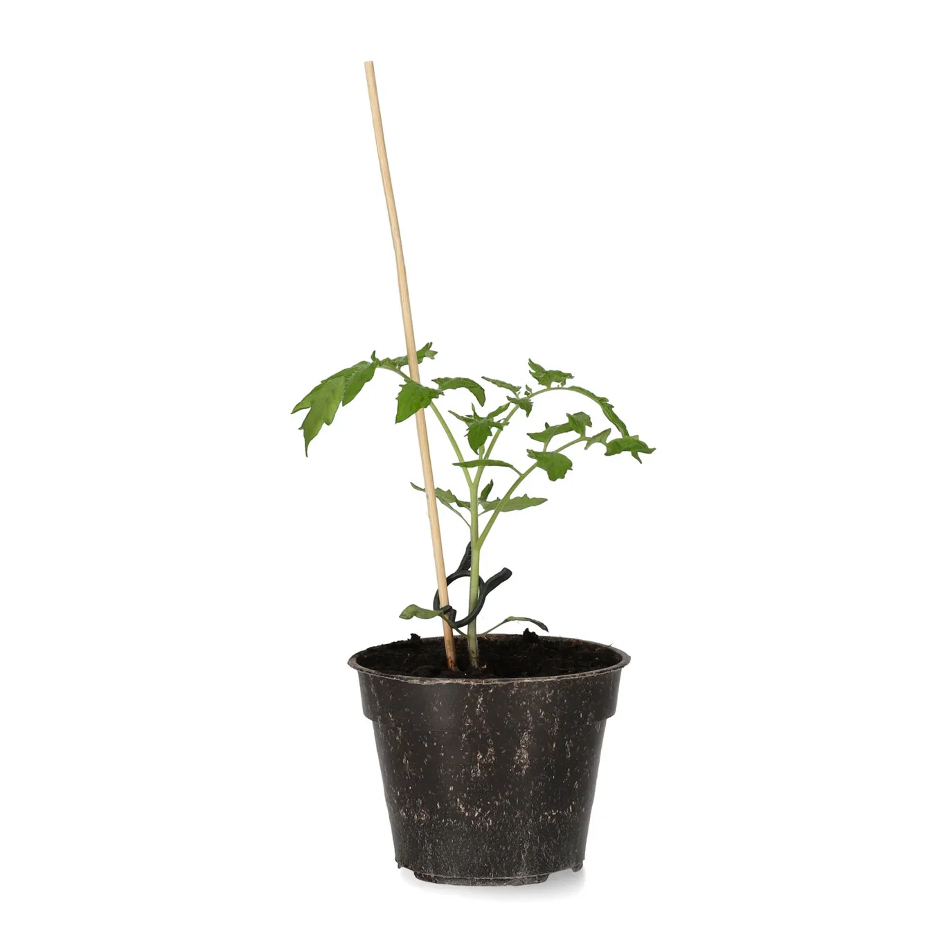 All N. Lycopersicum 'Artisan Green Tiger' 10,5 cm