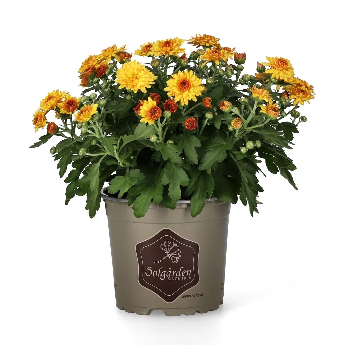 Chrysanthemum ind. Orange 12 cm