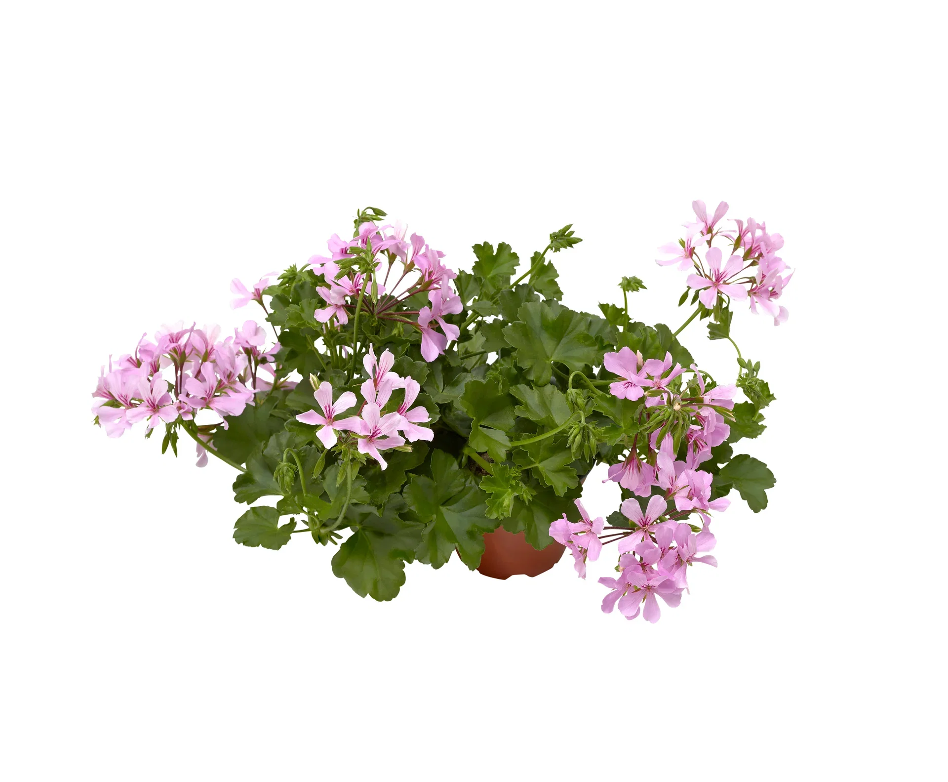 Hängpelargon 'Super Cascade Appleblossom'