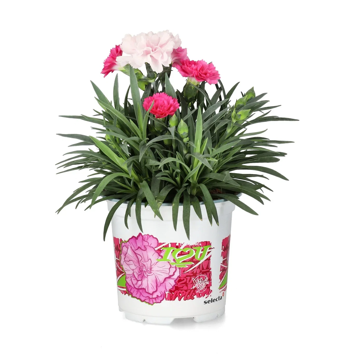 Hybridnejlika 'I Love You'