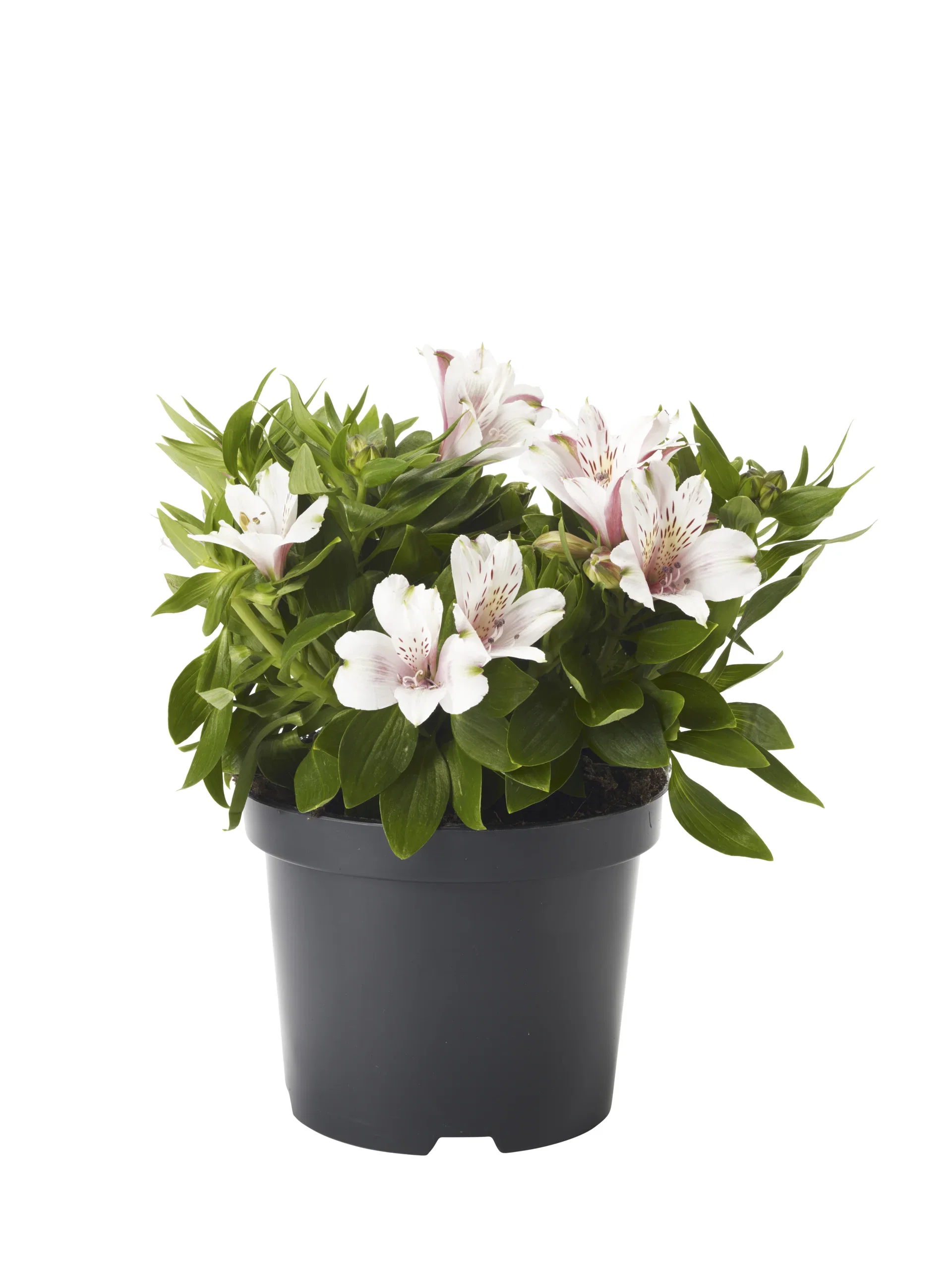 Alstroemeria I. Colorita 19 cm