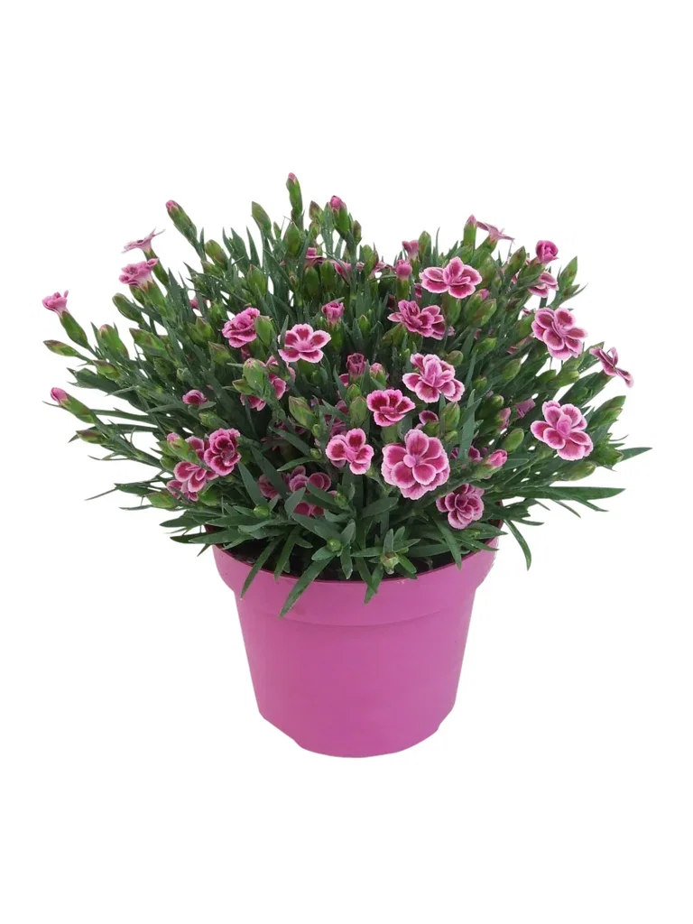 Dianthus 'Pink kisses' 17 cm