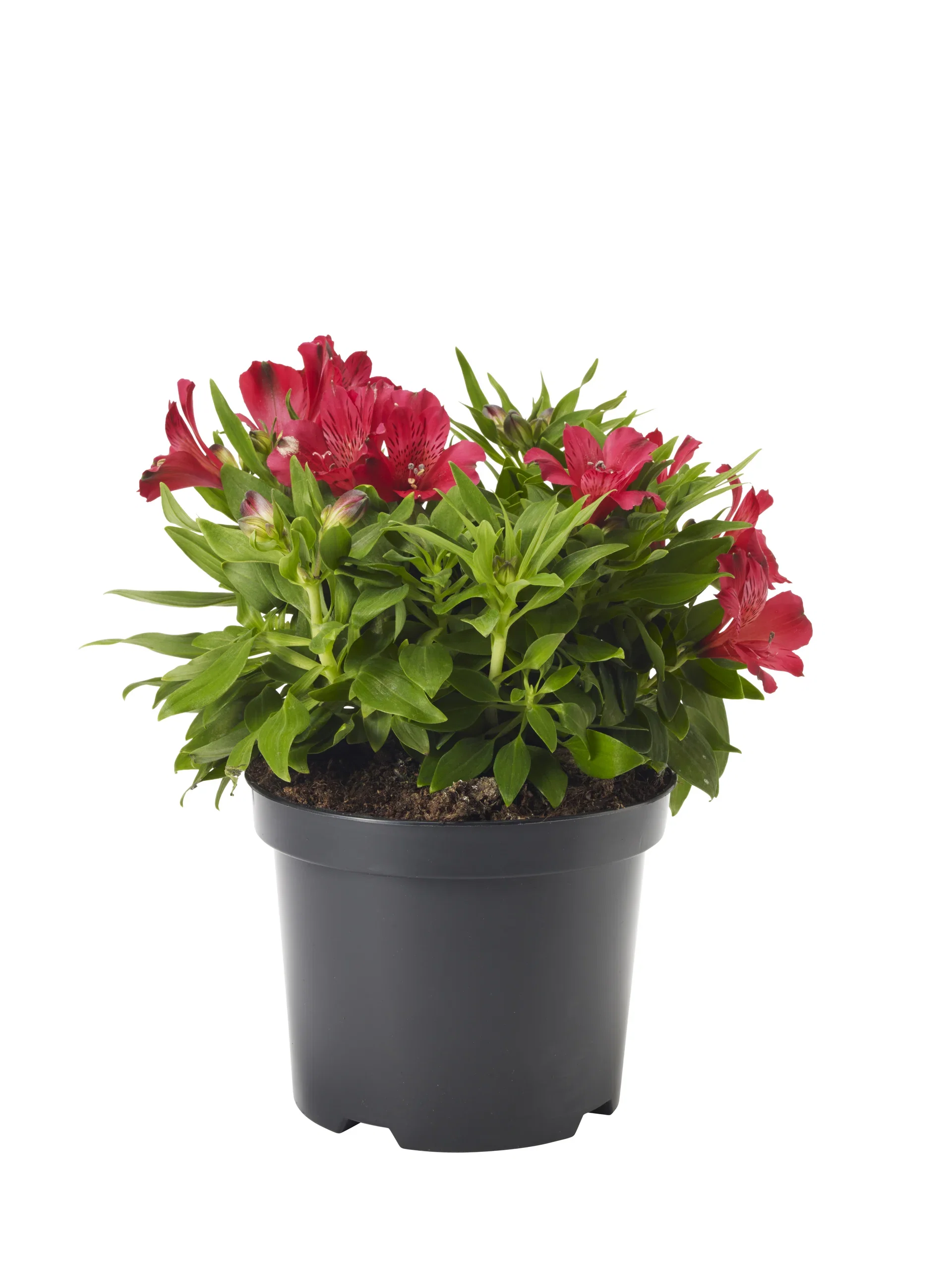 Alstroemeria I. Colorita 19 cm