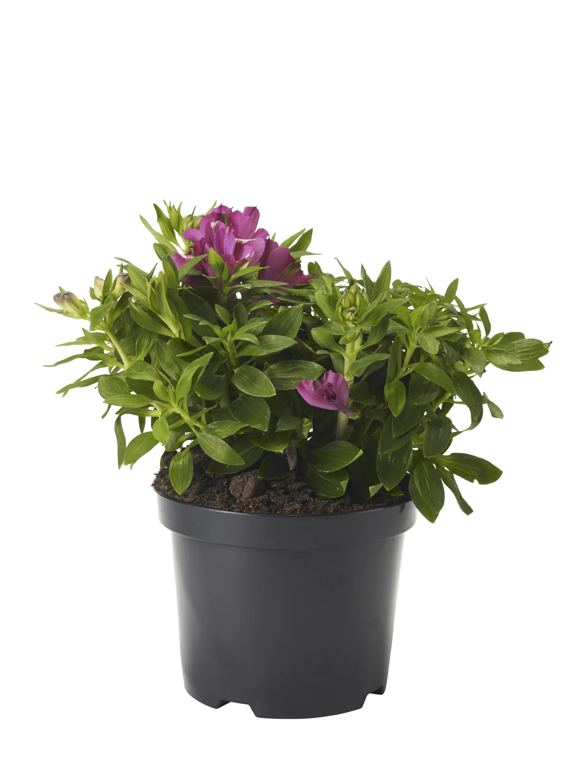 Alstroemeria I. Colorita 19 cm