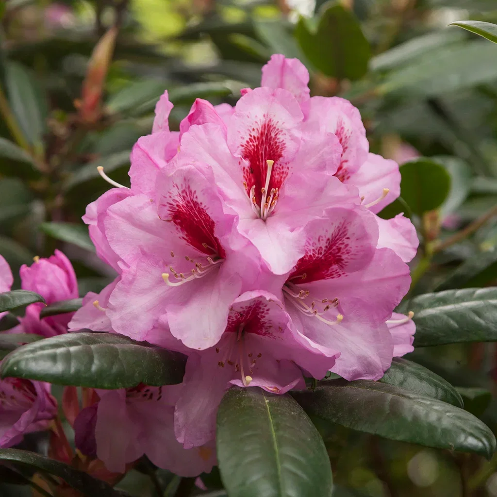 Rhododendron 'Diadem' 23cm