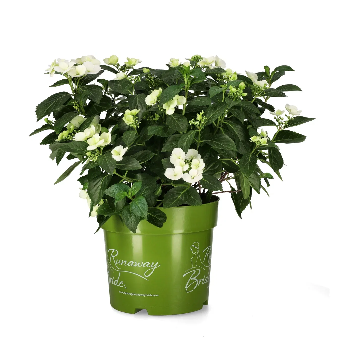 Hortensia RUNAWAY BRIDE SNOW WHITE