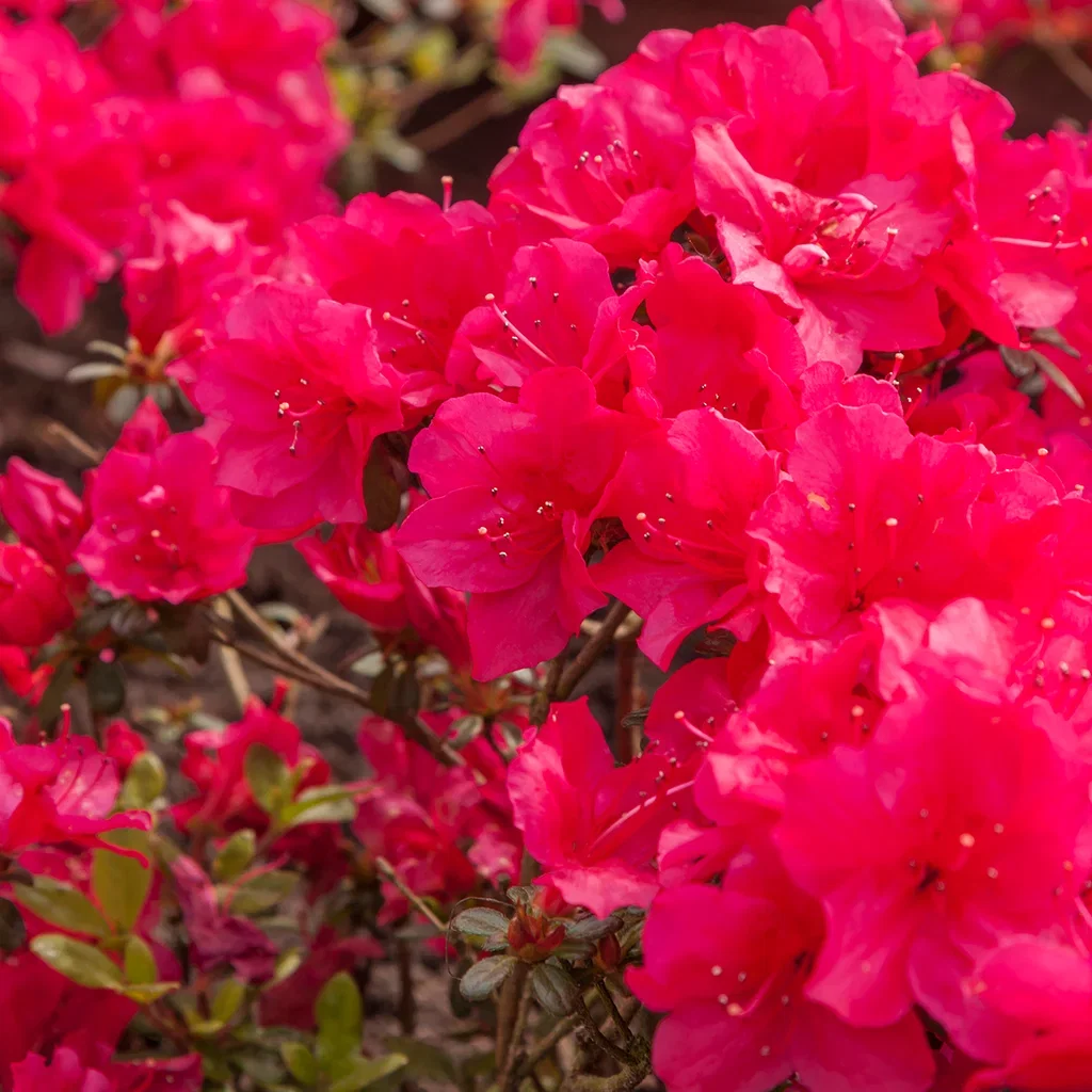 Rhododendron Jap. Azalea 'Canzonetta' 17cm