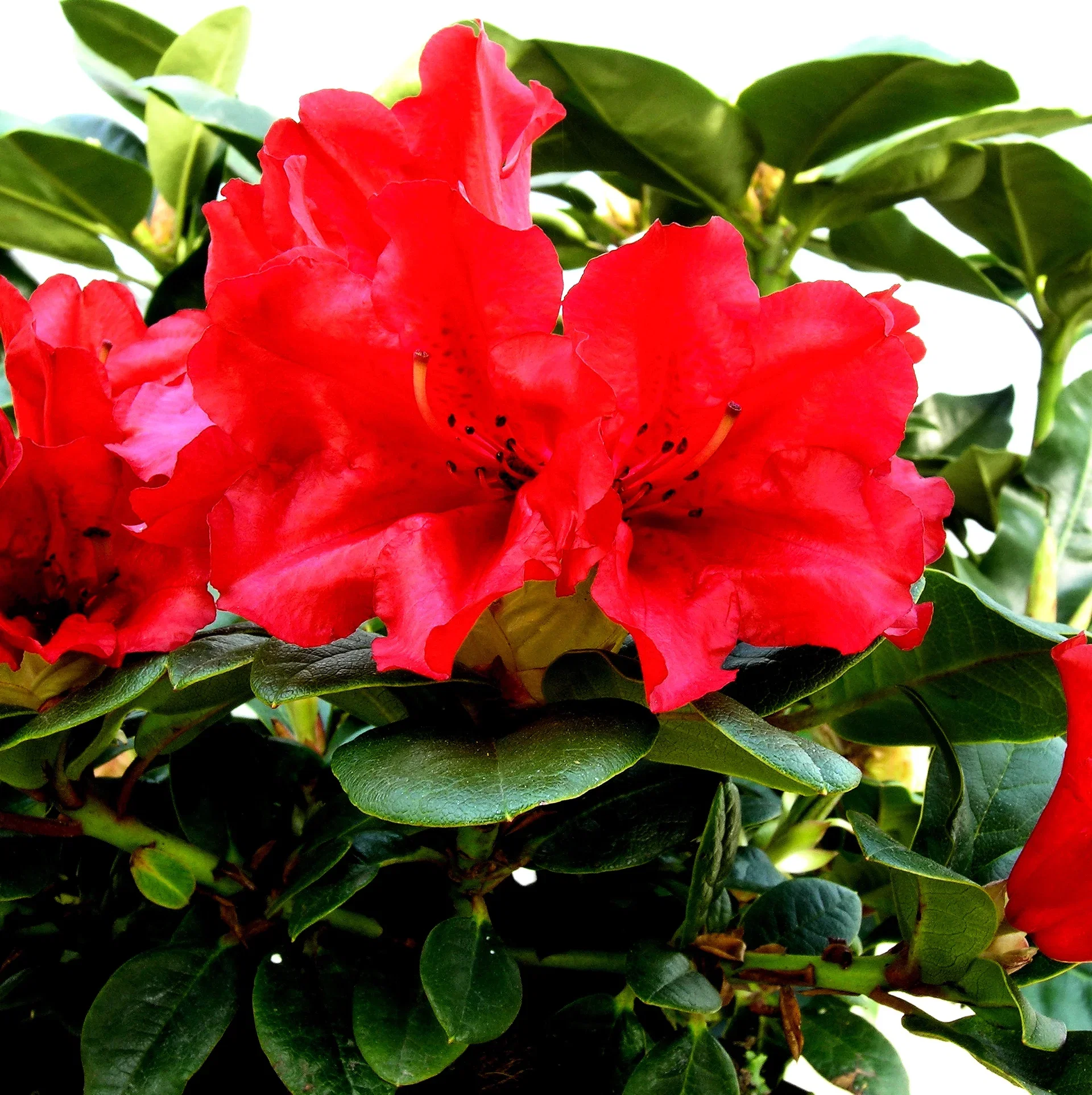 Forrestii-rododendron 'Scarlet Wonder'