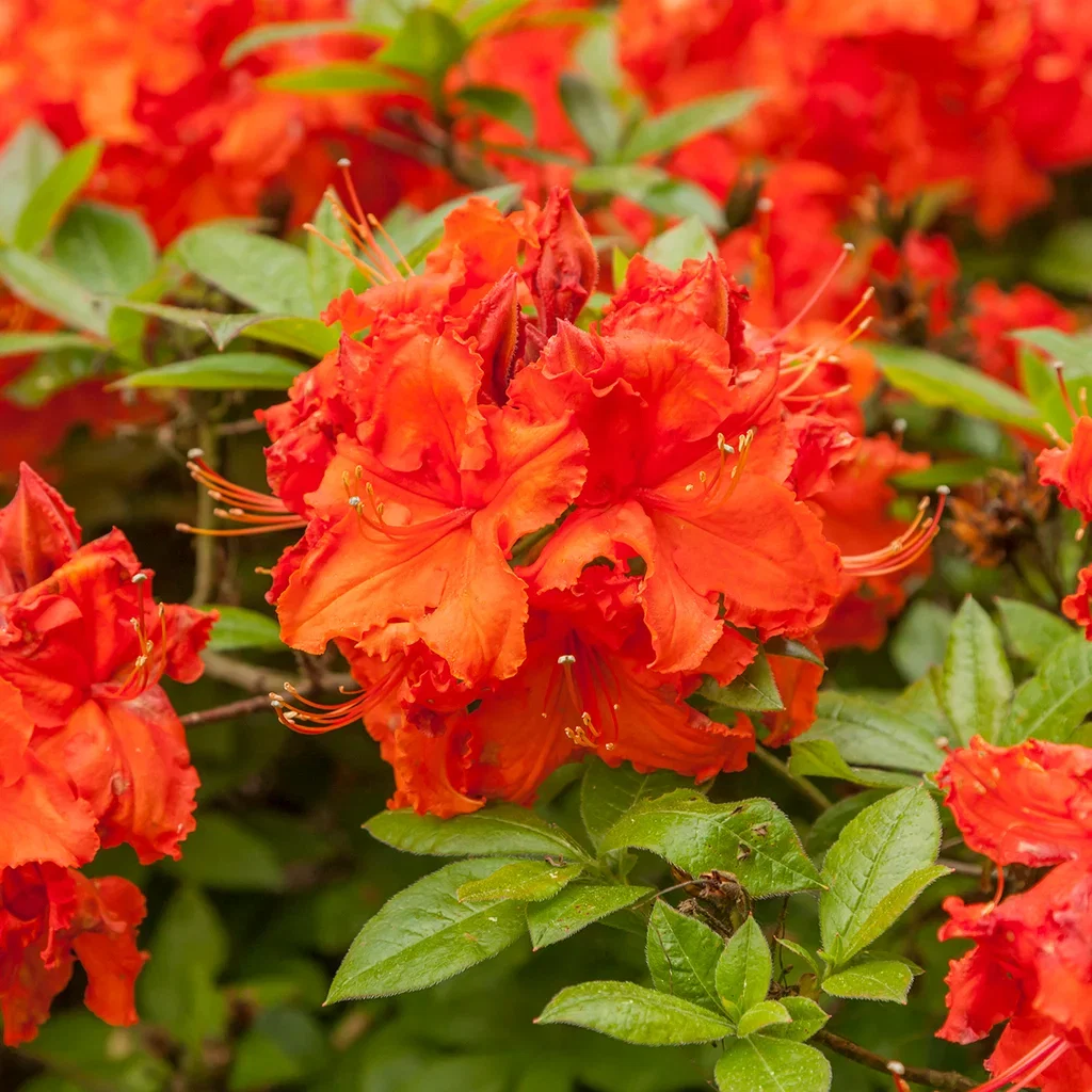 Trädgårdsazalea 'Gibraltar'