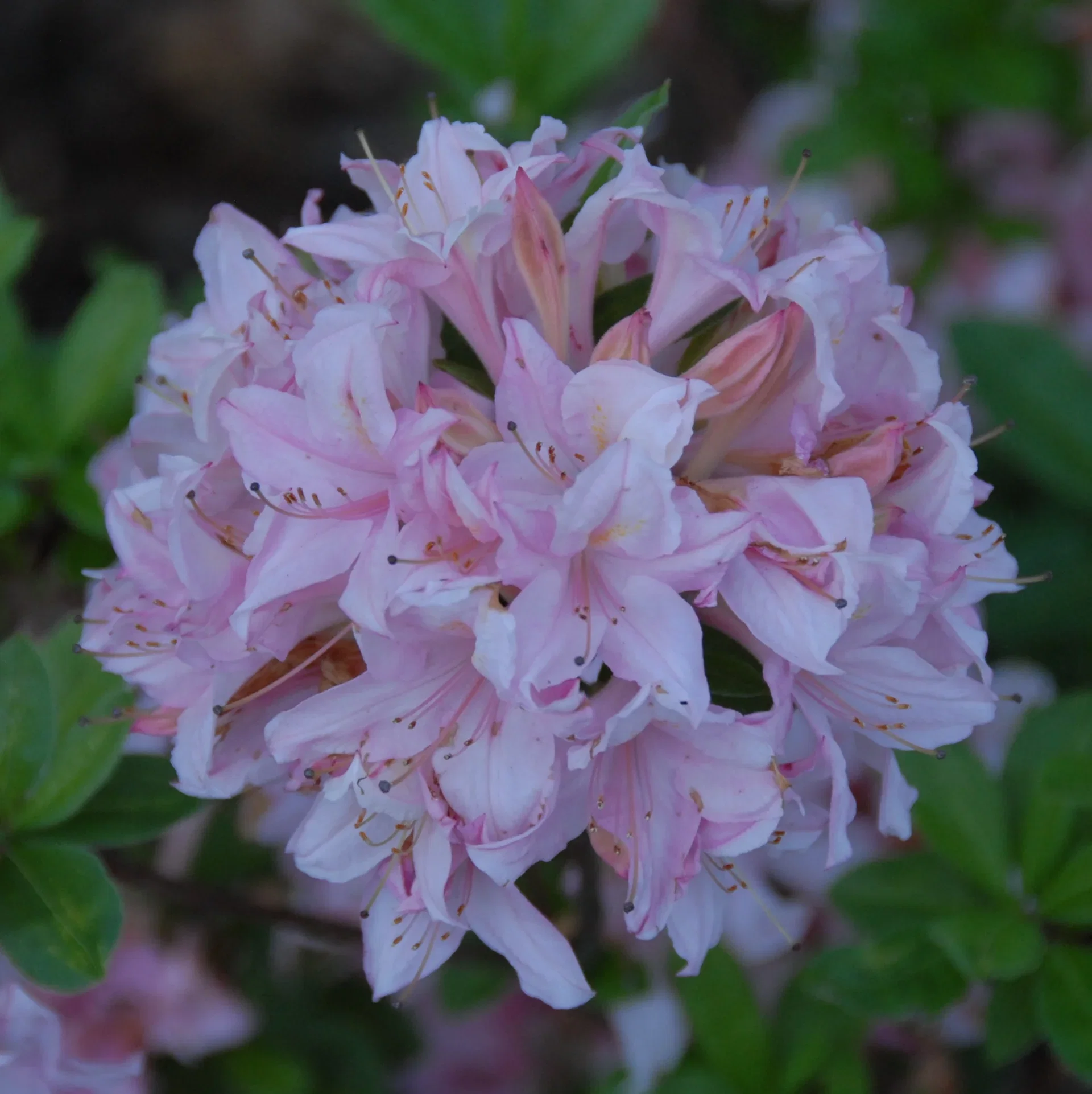 Rhododendron knap-hill 'Soir de Paris' 23cm