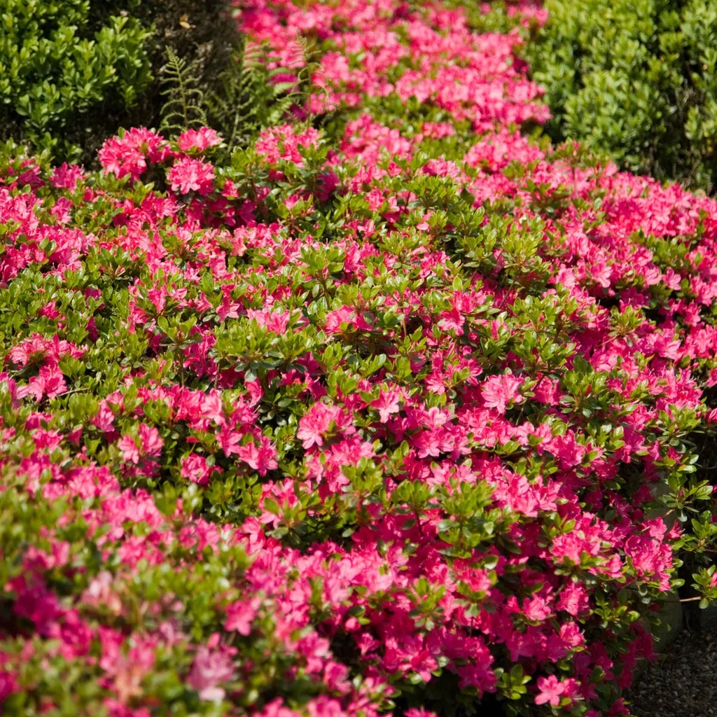 Japansk azalea 'Little Red'