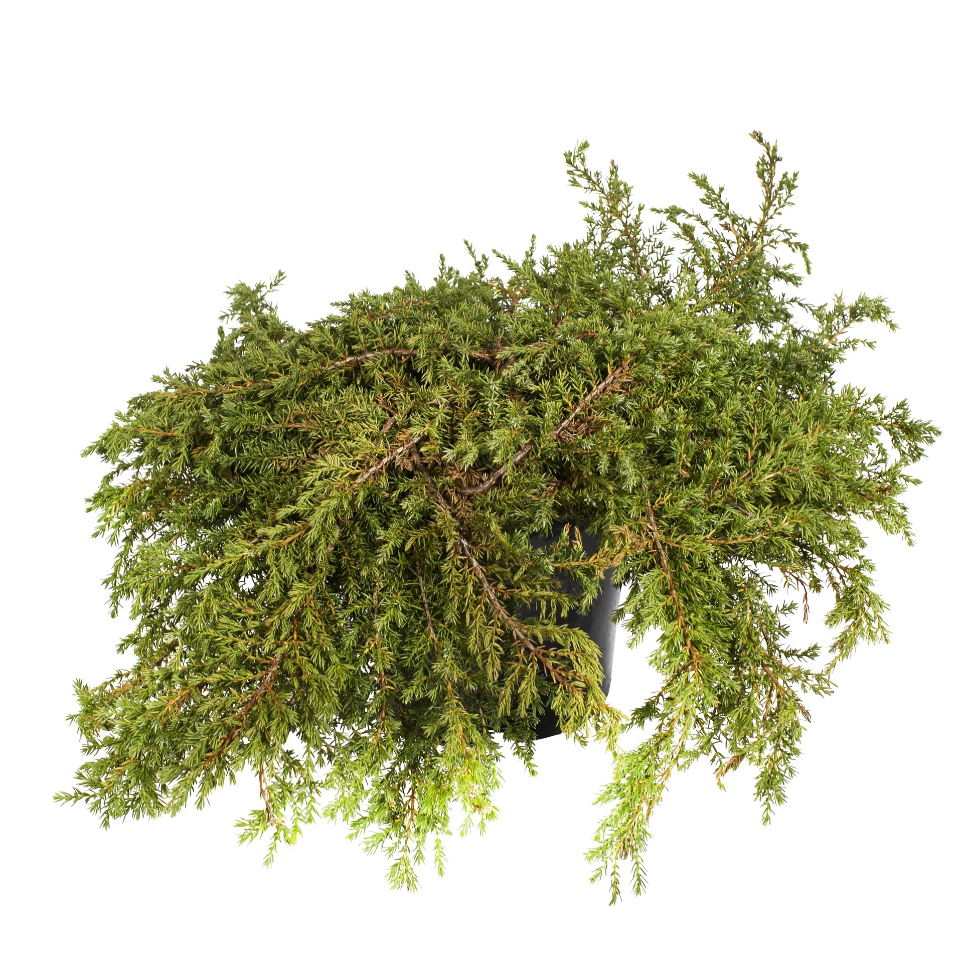 Juniperus communis 'Repanda' 23cm