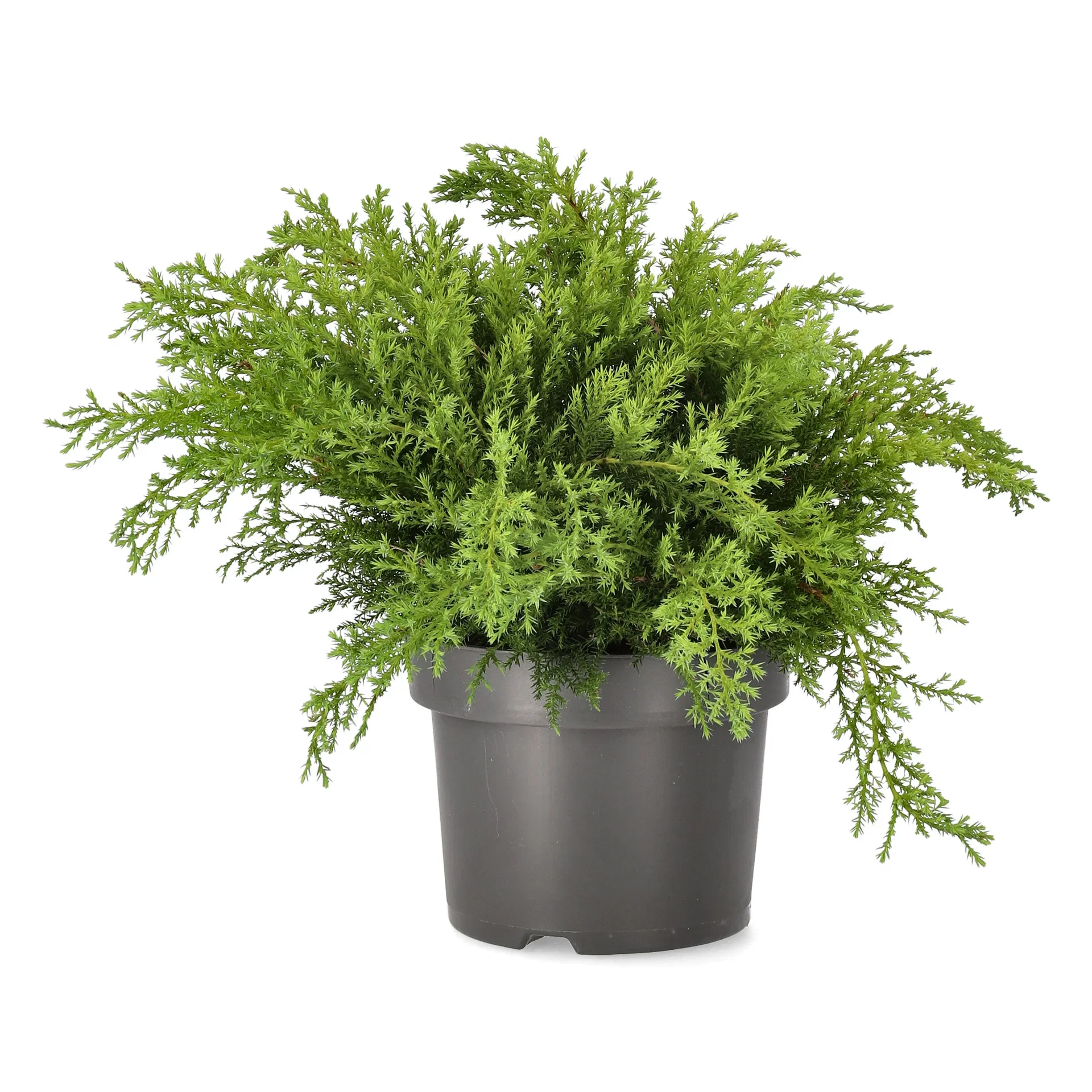 Juniperus x pfitzeriana 'Pfitzeriana Compacta' 23cm