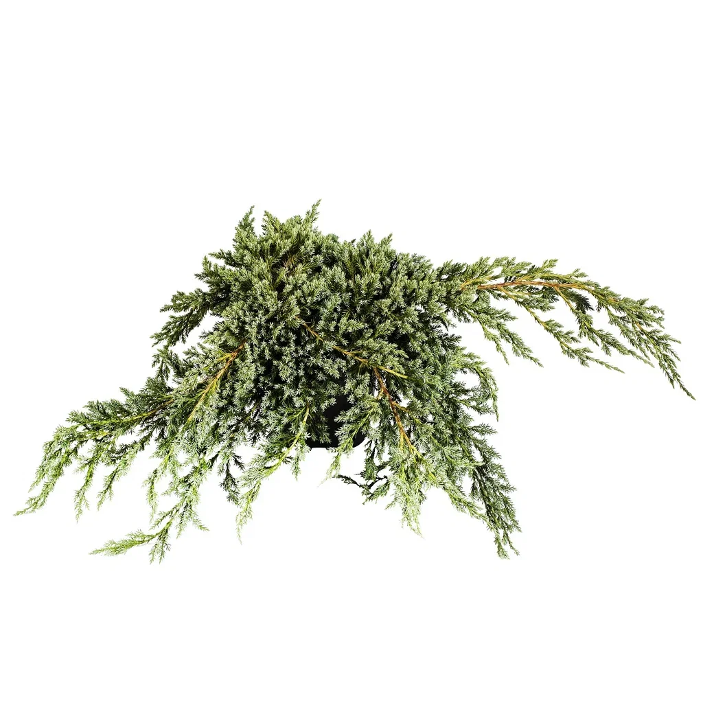 Himalaya-en 'Blue Carpet'