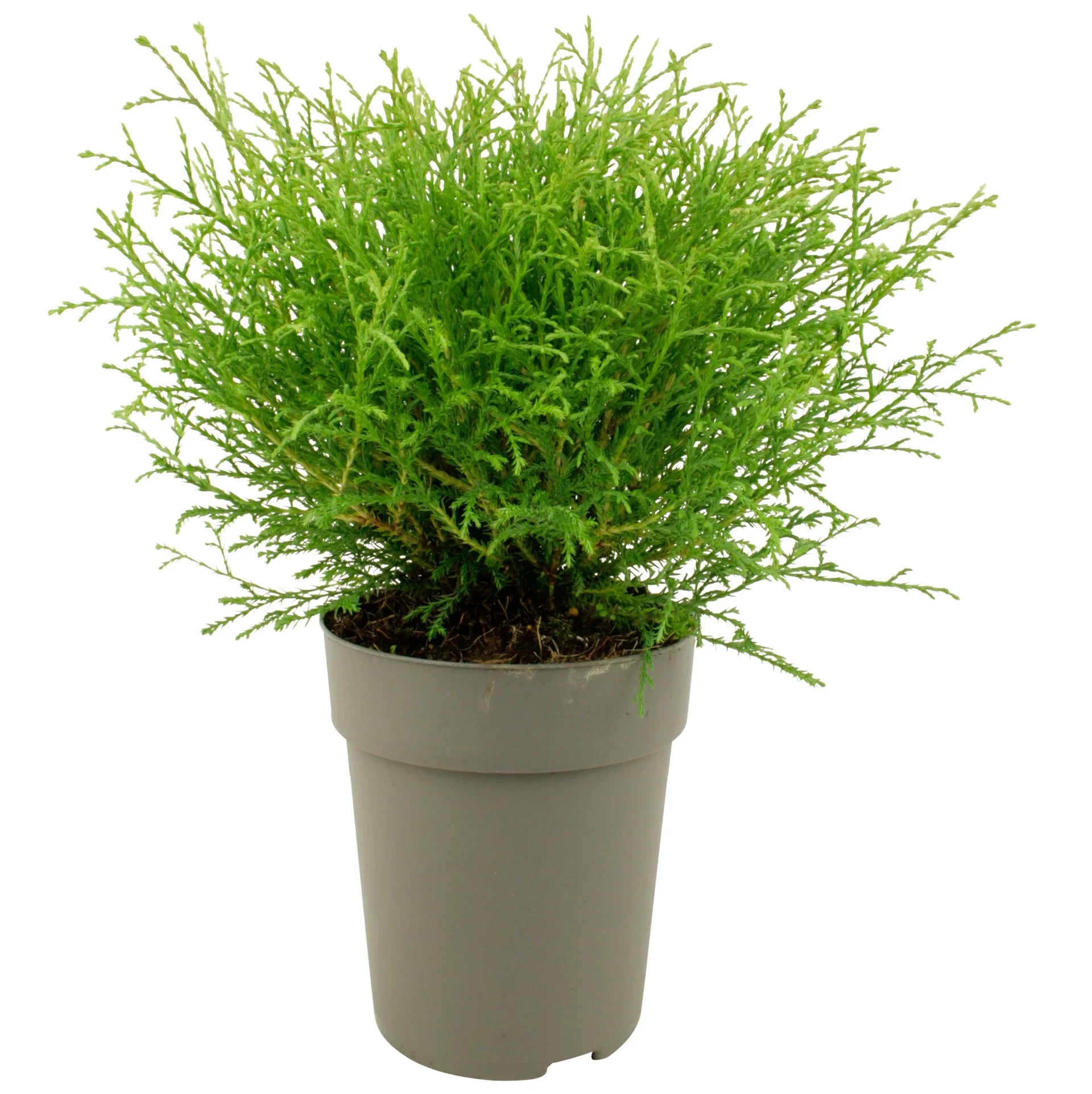 Thuja occidentalis 'Mr. Bowling Ball' 32cm