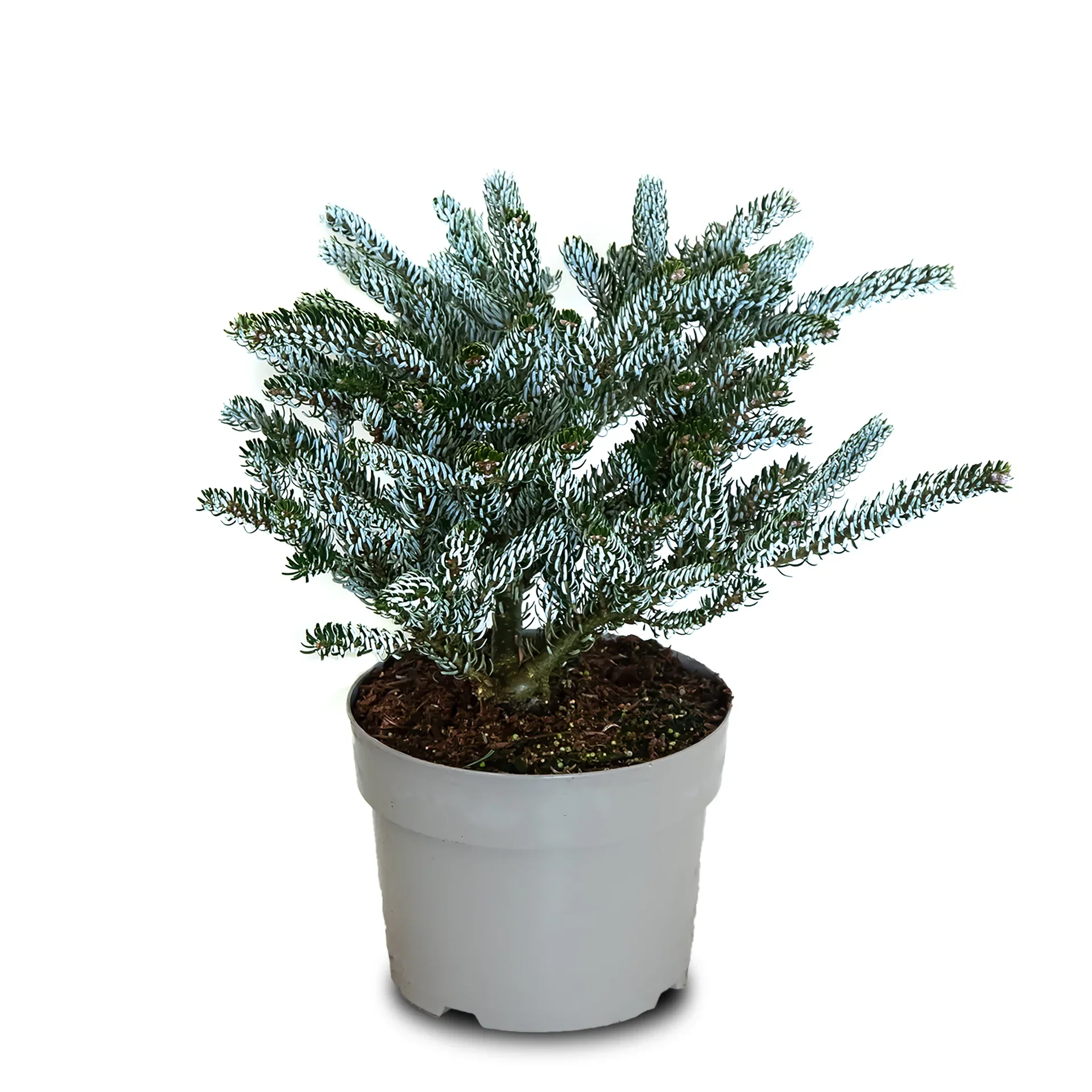 Abies koreana 'Silberlocke' 23cm