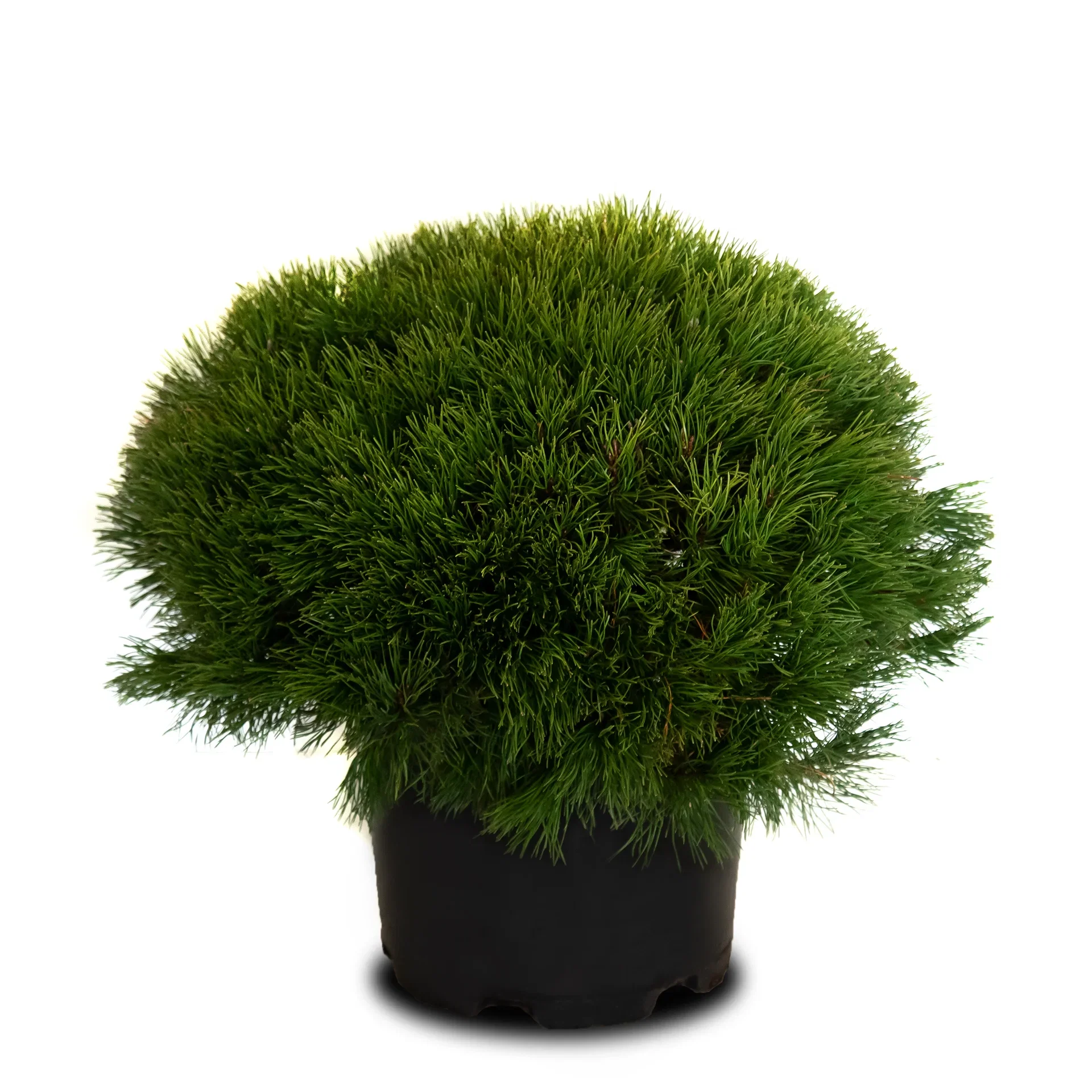 Bergtall 'Living Stone'