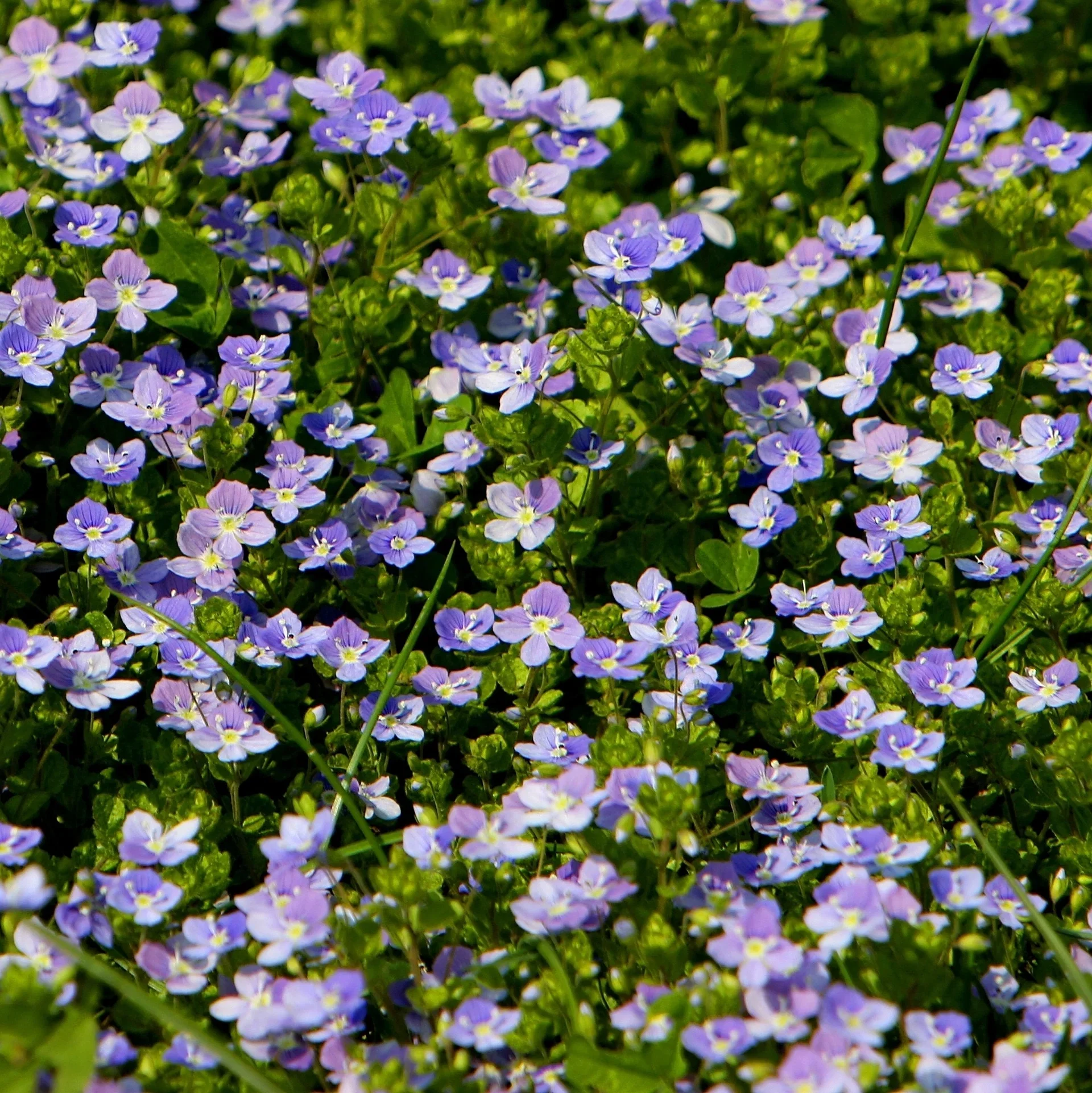 Veronica repens 17cm